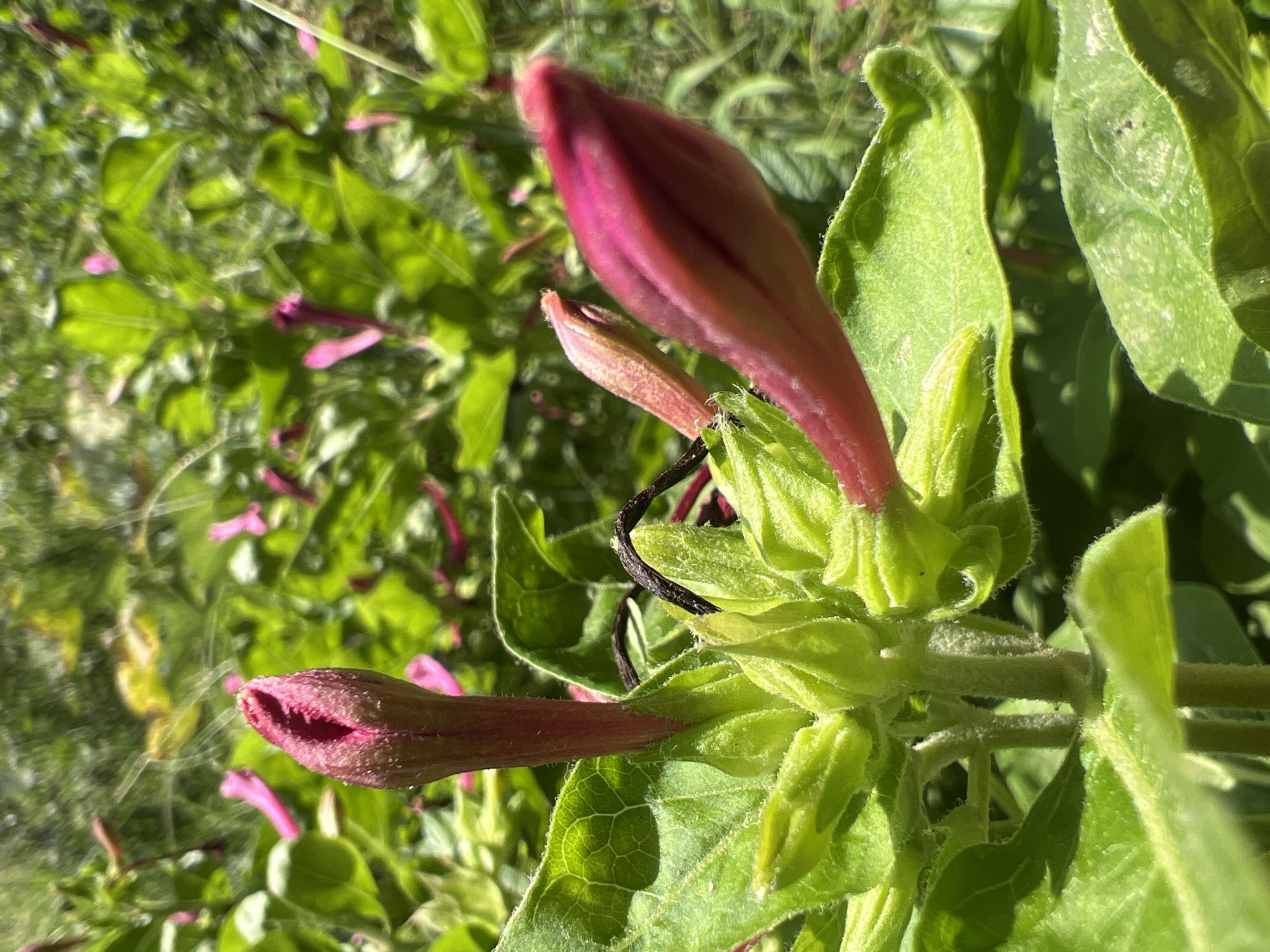 A close-up, outdoor, sunlit photograph captures a cluster of deep pink flower buds and vibrant green leaves. The buds are elongated and pointed, with some beginning to unfurl, revealing delicate inner petals. The leaves are broad and textured, with visible veins. The background is softly blurred, showing more greenery and hints of pink blossoms, suggesting a garden or park setting. The image is taken from a low angle, looking up at the flowers. The location is identified as Tashkent, Uzbekistan, likely in a botanical garden, park, or private garden during a period of blooming.