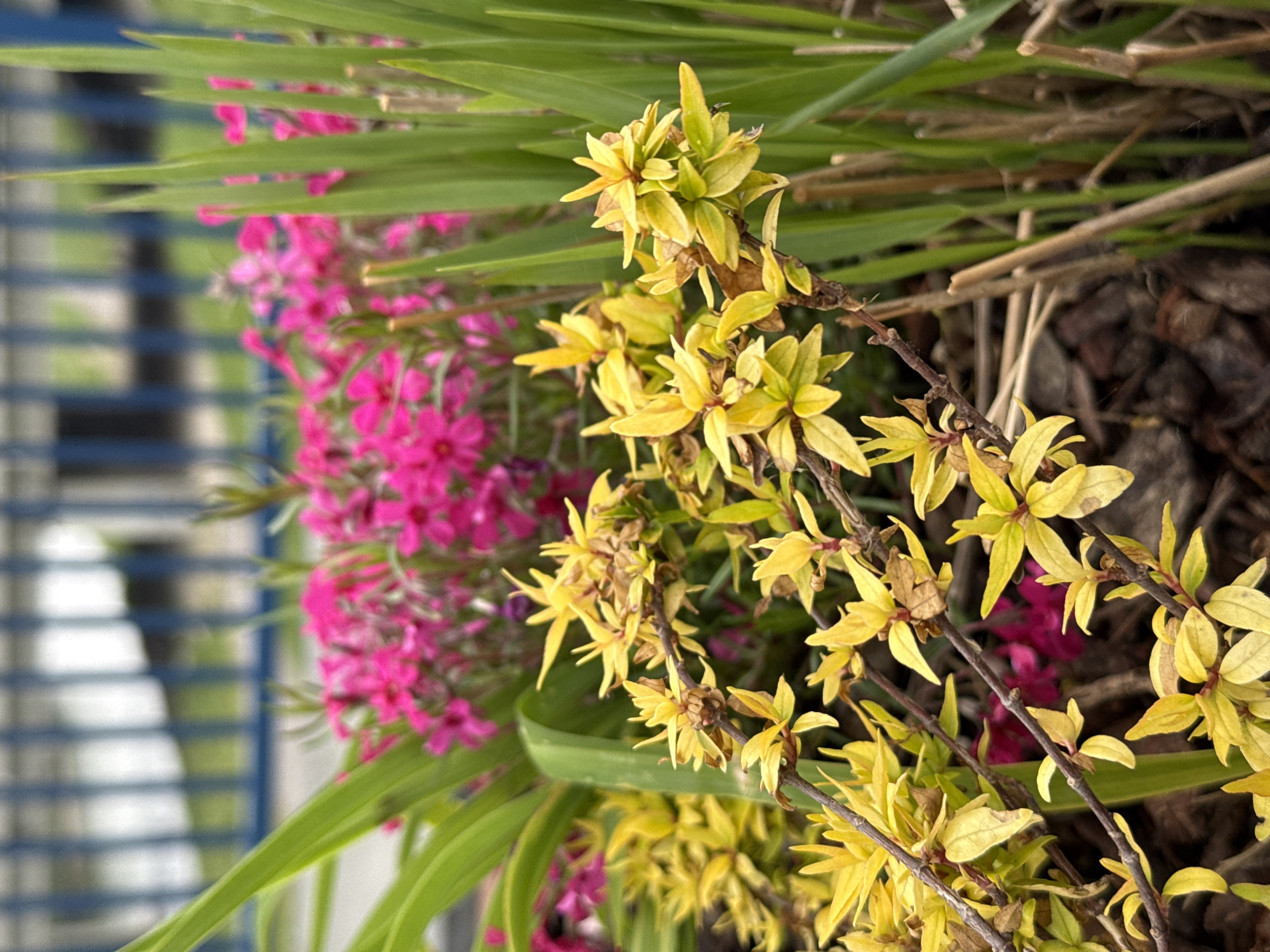 The image shows a close-up view of flowers and foliage, potentially taken in the City of Zagreb, Croatia. Bright pink phlox flowers are visible along with yellow leaves on branches, likely from a flowering shrub. Green, grass-like leaves are present, filling the upper part of the frame. In the background, a blurred fence is visible. There are no people in the image. The environment includes brown mulch on the ground. The focus is on the plants, emphasizing their textures and colors.