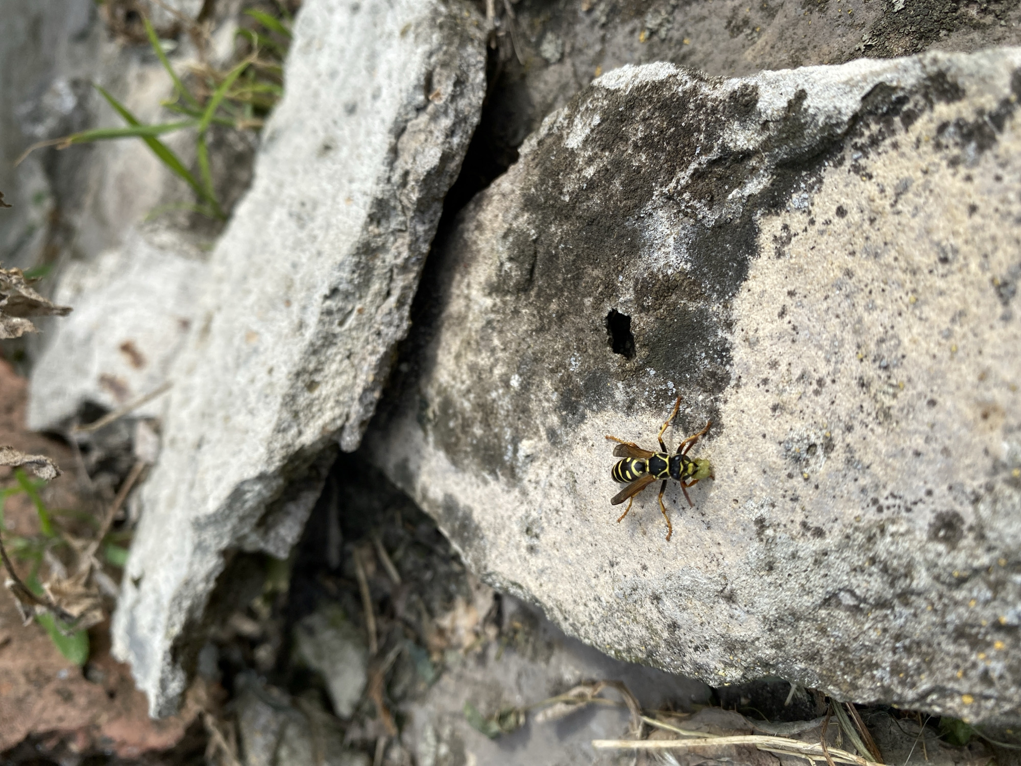 A close-up, overhead shot captures a wasp with black and yellow stripes on its abdomen, perched on a light gray, textured rock. The wasp is facing left, and appears to be holding a small, green object in its mandibles. The rock surface is rough and uneven, with patches of darker grey and black lichen or dirt. To the left of this rock, a larger, lighter gray broken piece of concrete or stone juts into the frame, with a dark crevice visible between it and the rock the wasp is on. In the background, out of focus, are dry brown leaves, dirt, and a few blades of green grass, suggesting an outdoor, natural, or possibly neglected urban environment. The lighting suggests it is daytime, and the overall scene is neutral in terms of emotion. No text is visible in the image. The location context is Маринопіль, Ukraine.