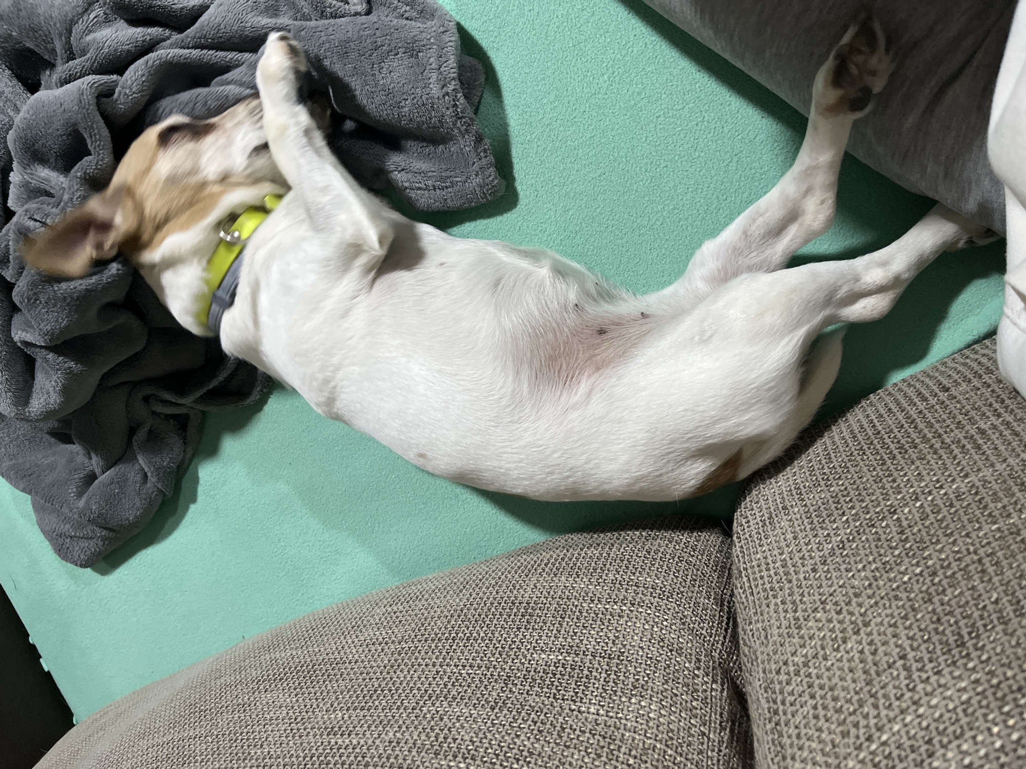 A small, white and tan dog lies on its back on a light green couch, seemingly asleep or relaxed. Its head is tucked near a folded gray blanket, and its legs are extended upwards towards the right edge of the image. The couch is textured gray. The image was likely taken indoors. The location in the city of Pchelnik, Bulgaria is unknown from this image.