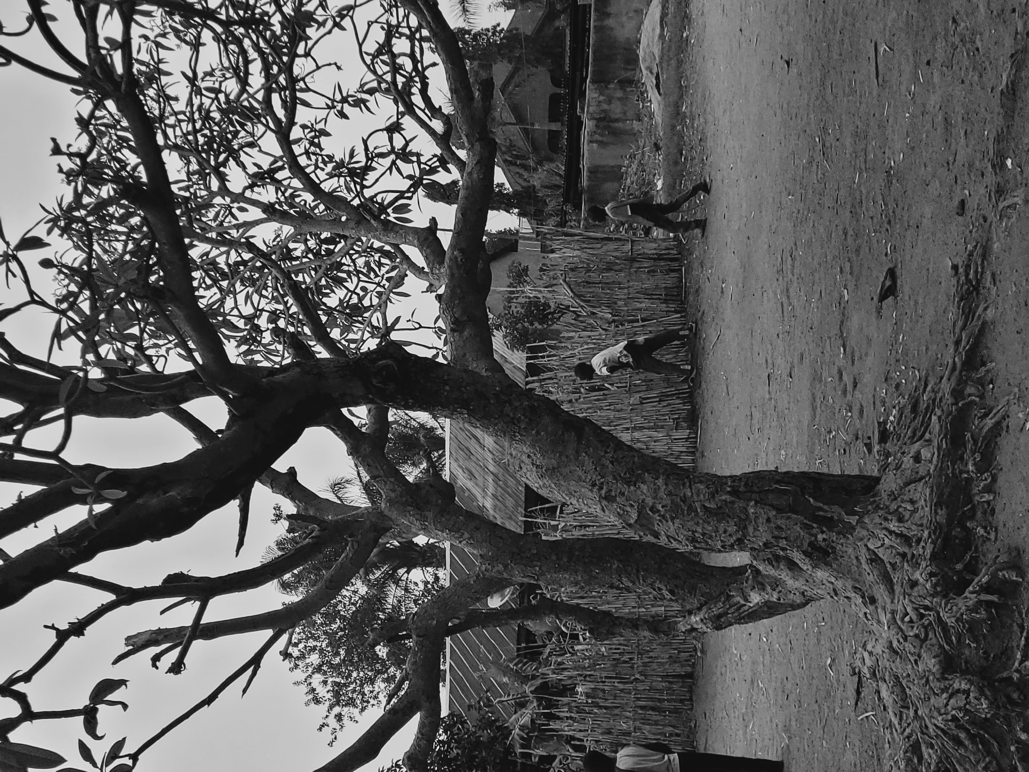 The image depicts an outdoor scene in Udu, Nigeria. A large, leafless tree dominates the foreground, its branches reaching towards the sky. Two people appear in the background, walking past a fence made of woven sticks. A building is visible behind the fence. The ground is dirt. The photograph is in black and white.