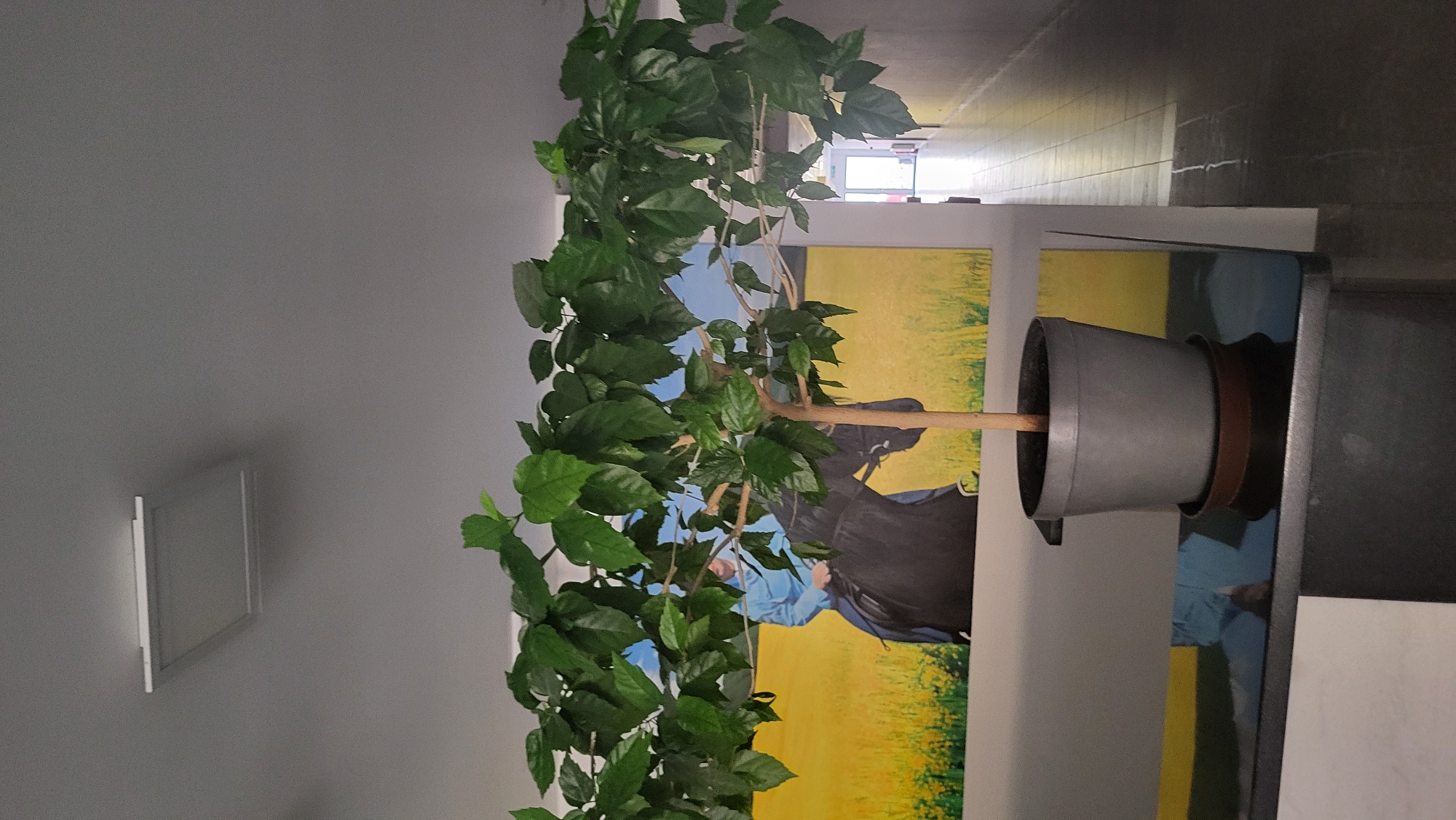 A potted plant with large green leaves is positioned in the foreground of the image, obscuring a portion of a painting on the wall behind it. The painting depicts a person in a blue top and dark clothing riding a black horse through a field of yellow. To the right of the plant, a hallway extends into the distance, with a light source visible at the end. The ceiling features a square light fixture. The scene appears to be located indoors, possibly in a public space or corridor within the city of Prešov, Slovakia.