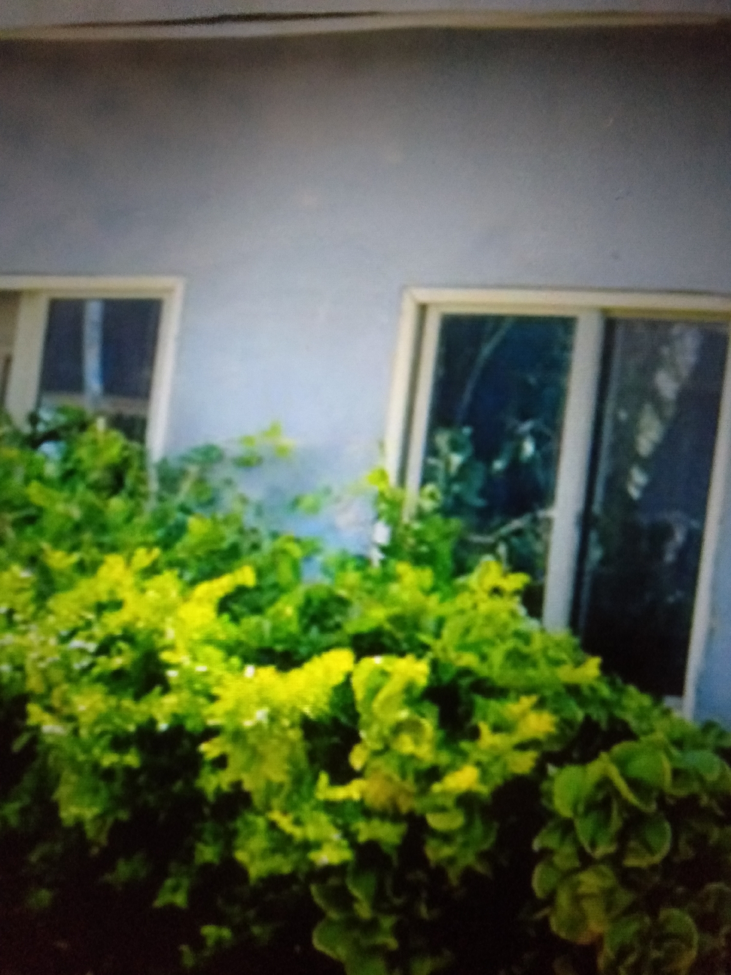 This media file shows a close-up view of lush green foliage in front of a building with two windows. The leaves are a vibrant green, with some lighter, almost yellow-green highlights, suggesting they are well-lit, possibly by sunlight. The foliage is dense and appears to be a shrub or a collection of plants growing closely together, reaching up towards the windows.
The building behind the plants has a light-colored, possibly gray or light blue, exterior wall. The two windows are vertical and appear to be sliding windows. They have white frames. The glass of the windows reflects the surrounding environment, showing hints of dark greenery and possibly some sky. One window on the left is partially obscured by the foliage. The top of the building is visible, with a horizontal line that could be the edge of a roof or an architectural detail.
The image is slightly blurry, suggesting it was taken with a handheld device or from a distance. The lighting suggests it is daytime, and given the vibrant greenery, it is likely a warm and possibly humid climate, consistent with Jalingo, Nigeria. There is no visible text in the image. The overall impression is one of overgrown nature encroaching on a man-made structure, creating a slightly wild and untamed feel.