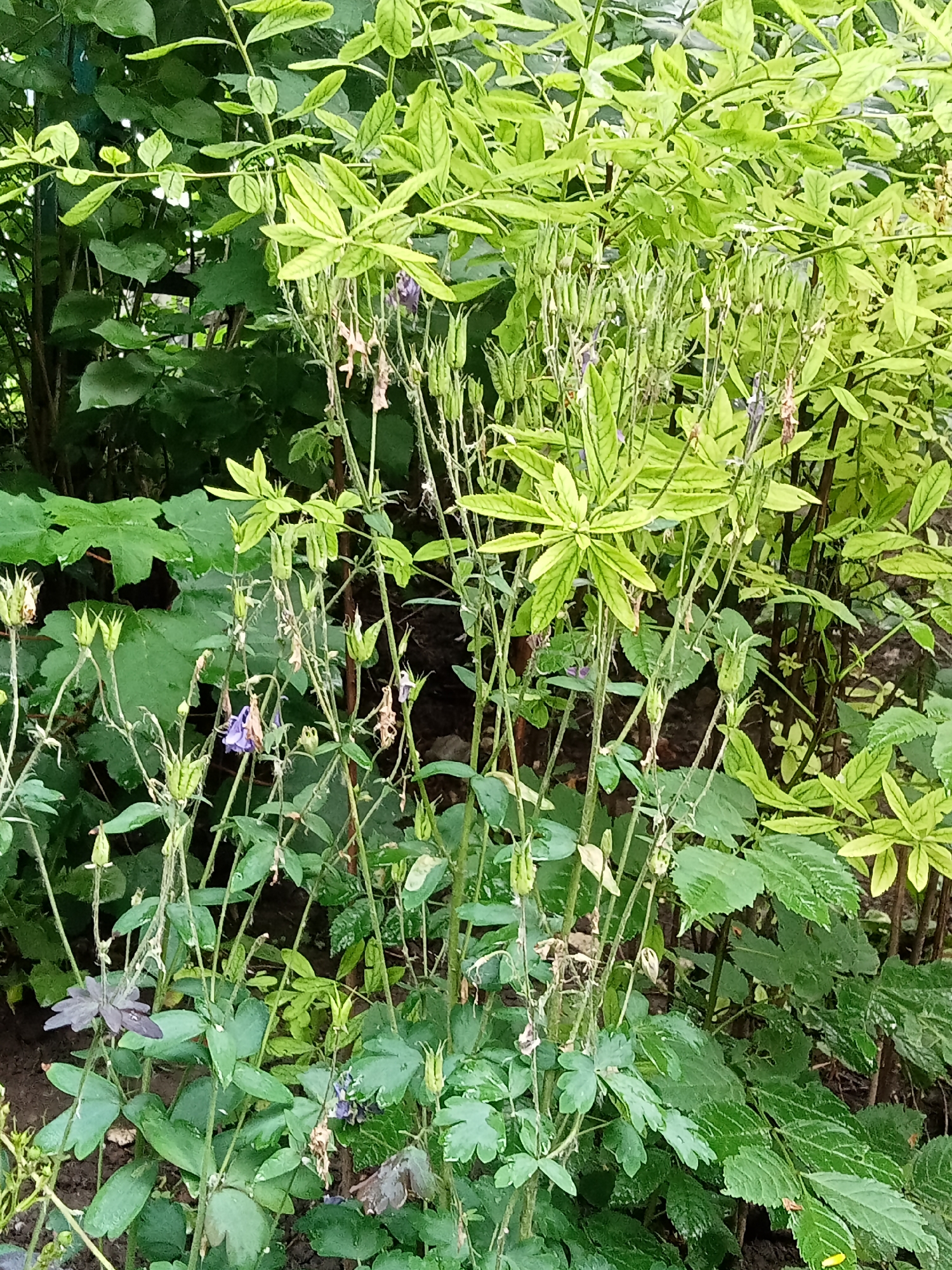 The image captures a dense botanical scene in Unknown, Unknown, primarily composed of various green plants under natural light. In the foreground and central midground, multiple tall, slender plant stems ascend vertically. Many of these stems bear numerous elongated, green seed pods clustered at their tips, indicative of a spent flowering phase. A few withered or drooping purple-blue flowers are interspersed among these seed pods and stems. The basal foliage of these plants, visible in the lower left, features trilobate leaves, some exhibiting a dark greenish-purple hue.
Towards the upper right and extending through the center, a prominent plant group displays bright, almost yellowish-green leaves with pronounced venation. These leaves vary in size and shape, with some appearing compound. In the background and lower portions of the image, denser, darker green foliage creates a lush backdrop. The ground visible at the bottom is dark, exposed soil. A dark vertical element, possibly a fence post or support stake, is subtly visible on the far left edge of the image. The scene is devoid of any human presence or clear man-made structures, focusing entirely on the plant life.
