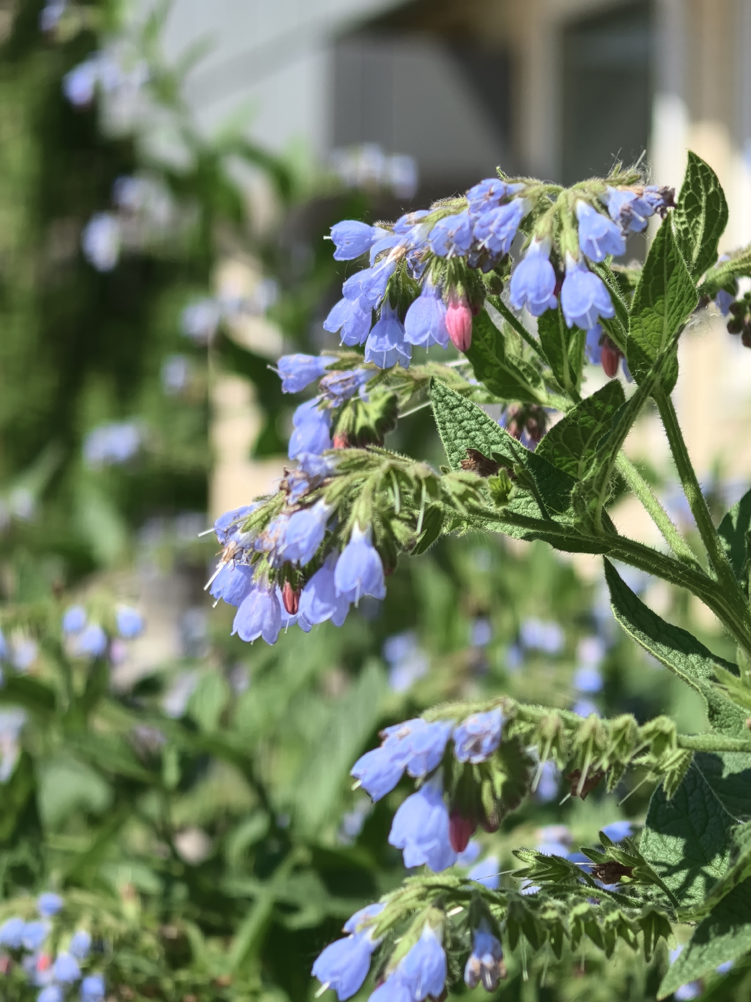The image shows a close-up of a comfrey plant with blue and pink flowers in full bloom. The plant's leaves are green and textured. The background is blurred, showing other foliage and a light-colored building, possibly located in Perm, Russia.