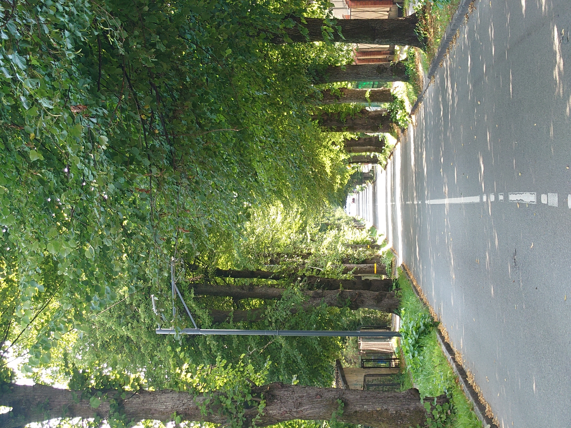 This image shows a tree-lined road in Kaliningrad, Russia. The road is asphalt with a white dashed line marking the center. It is bordered by lush green trees on both sides, creating a canopy that casts dappled shadows on the road. In the foreground, the curb is visible, with some fallen leaves and green vegetation. A lamppost stands on the left side of the road. In the distance, the road curves slightly and leads to a few buildings and a fence. The overall scene is peaceful and evokes a sense of summer or early autumn.