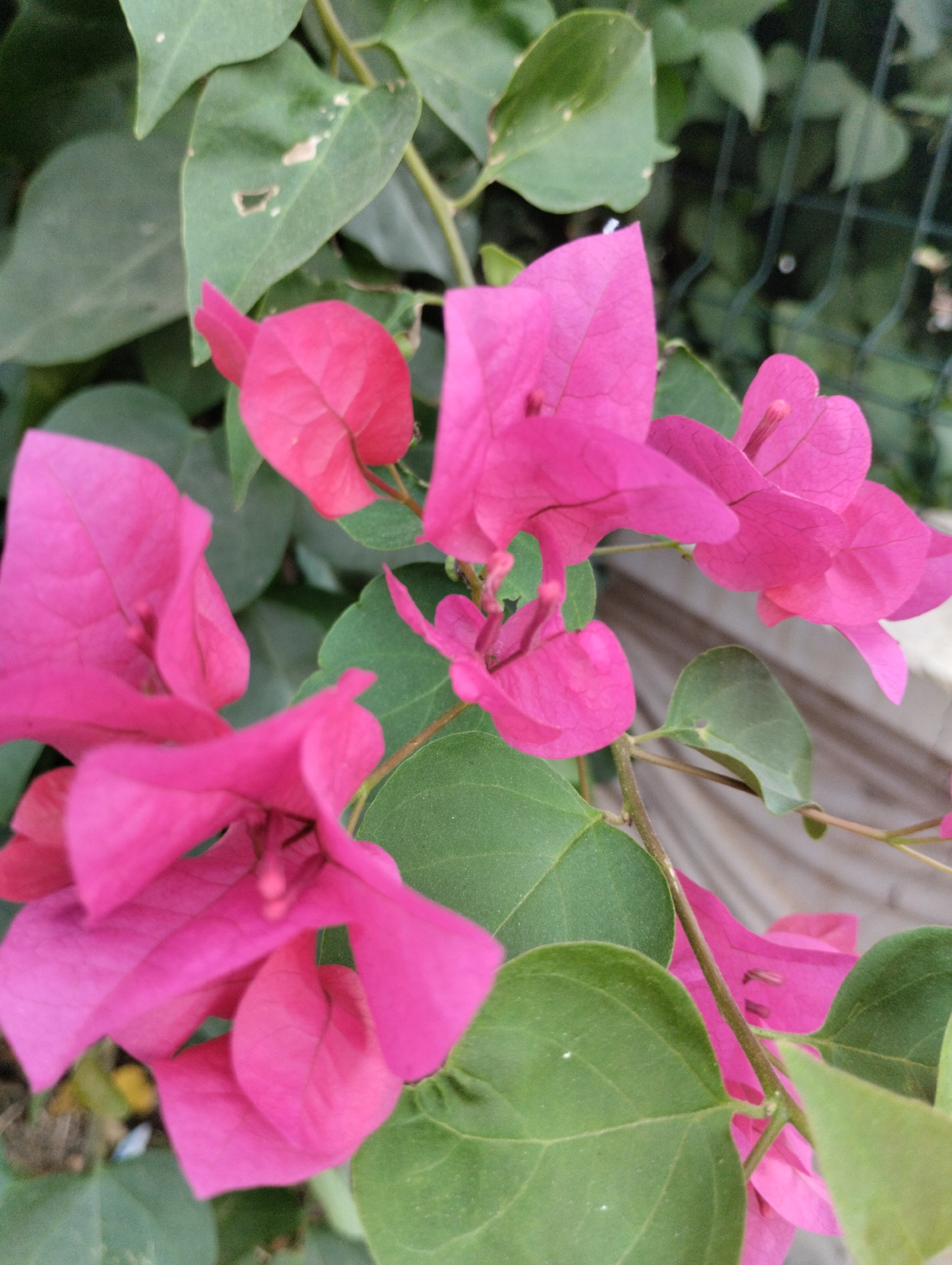 A close-up, vertically oriented shot captures the vibrant pink bracts and green leaves of a bougainvillea plant. The flowers, appearing in clusters, showcase their delicate, papery texture. The leaves are a deep green, some showing slight imperfections. The background is softly blurred, revealing hints of a wooden structure and a green mesh fence, suggesting an outdoor setting. The scene is devoid of any human presence or discernable activity. The image evokes a sense of natural beauty and tranquility. The presence of bougainvillea plants is common in the coastal city of Erdemli, Turkey, known for its warm Mediterranean climate that supports abundant flowering flora.