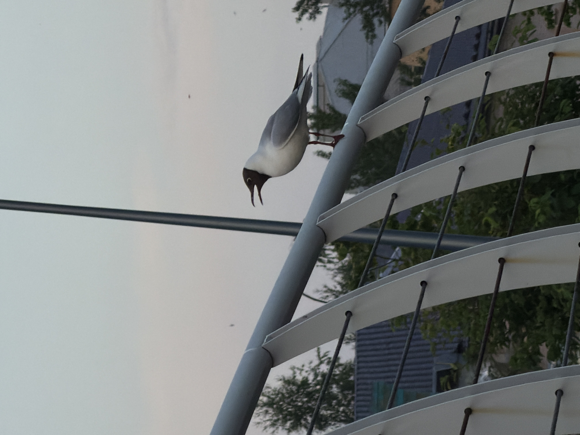 A black-headed gull with its beak open is perched on a light gray metal railing. The gull is facing left and appears to be calling out. The railing is part of a modern bridge structure, with white curved supports and thin metal bars. In the background, there are trees and rooftops of buildings, suggesting an urban environment. The sky is a pale, dusky gray. The image is a medium shot, capturing the gull and a portion of the bridge.