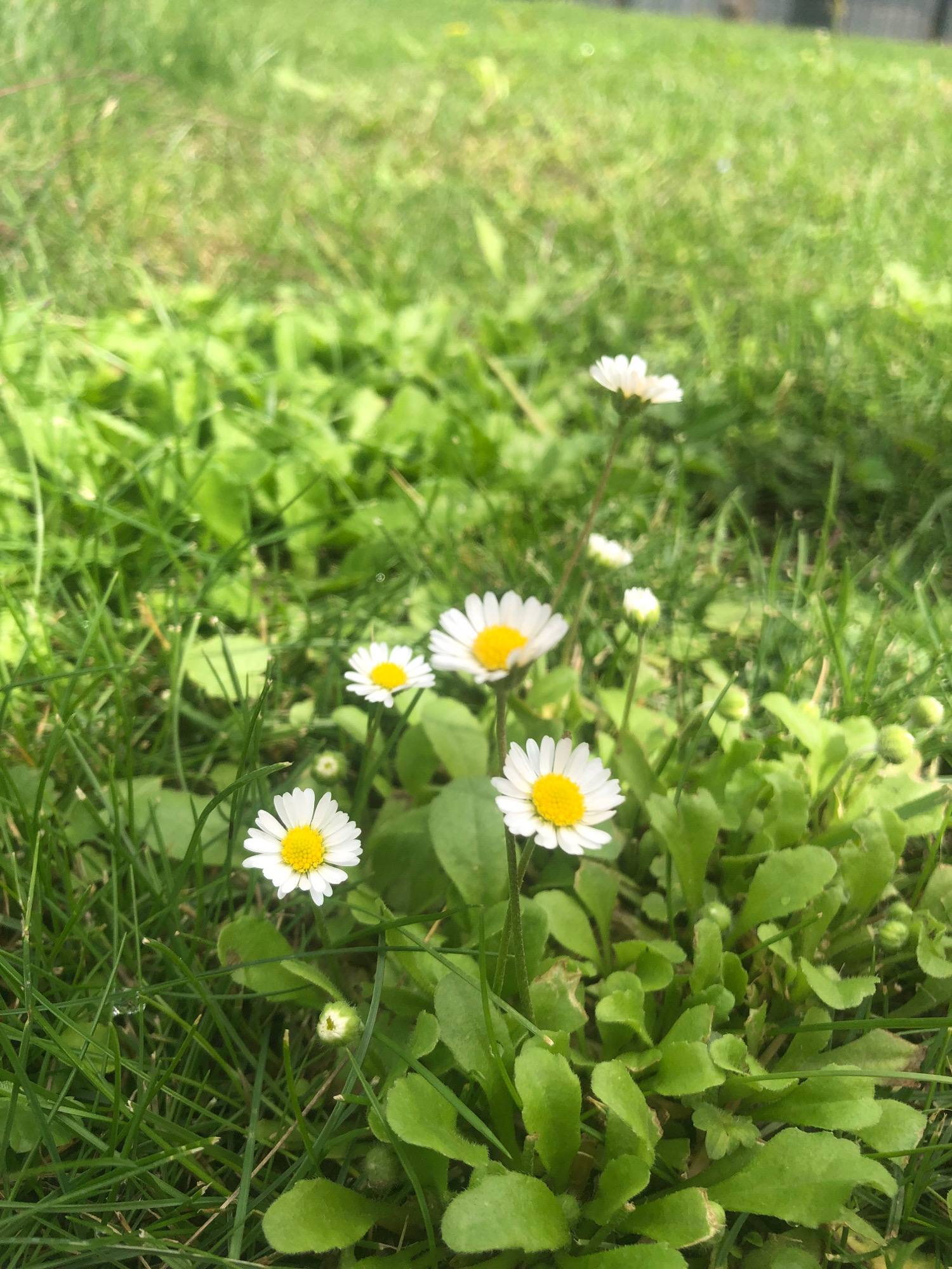 The image depicts a close-up, low-angle view of several daisies growing in a grassy area, likely a park or garden. The foreground is dominated by lush green grass and the bright white petals and yellow centers of the daisies. Some daisy buds are also visible among the leaves. In the background, the grass continues, appearing slightly less in focus, with hints of dappled sunlight. The overall impression is one of a natural, outdoor setting during the daytime. No people or specific landmarks are visible.