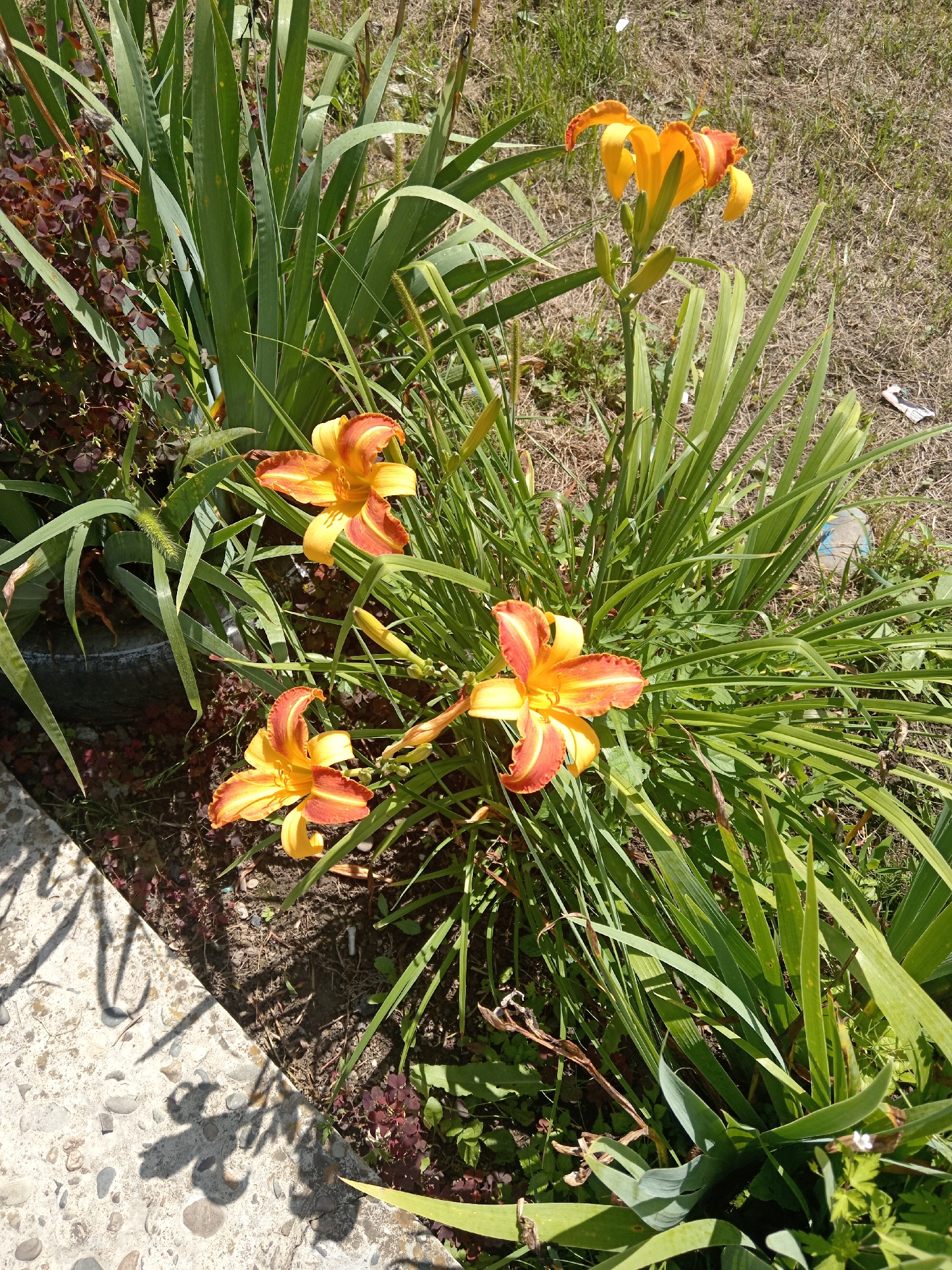 In Novopokrovka, Russia, a patch of daylilies displays their vibrant orange and yellow blooms. The flowers are nestled amongst lush green foliage, with some petals showing signs of wilting. The ground beneath is a mix of dry grass and dark soil, scattered with small dark red clover-like plants. A concrete pathway, adorned with shadows cast by the plants, runs along the left side of the frame. In the background, dried grass and scattered debris suggest a natural, untended area. The scene is bathed in natural sunlight, creating a warm and inviting atmosphere.