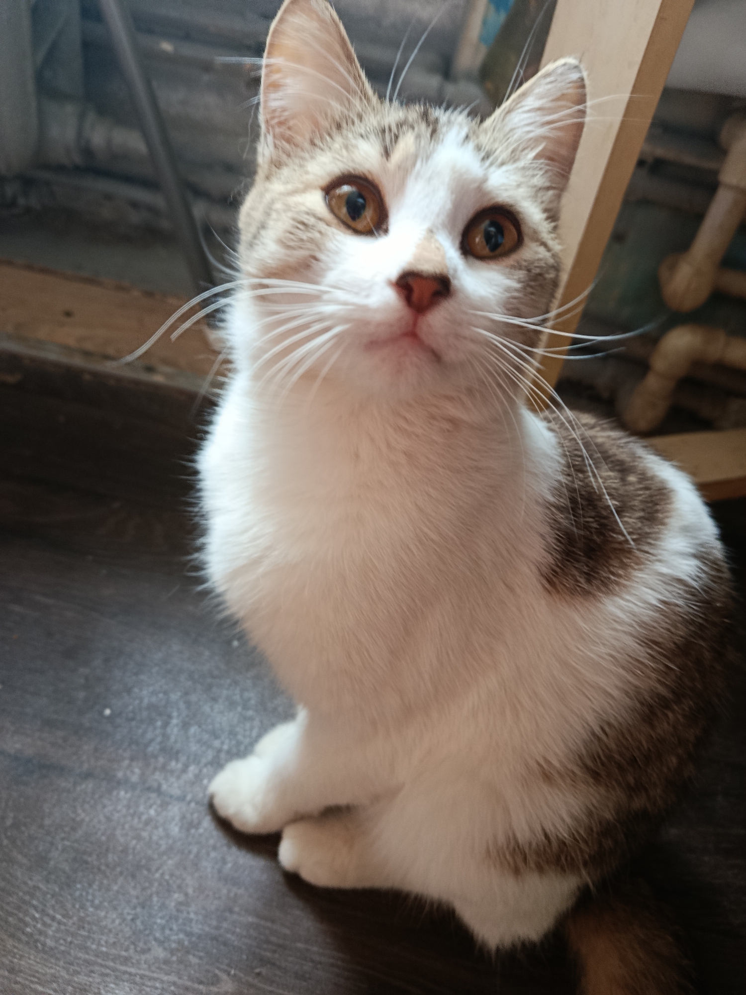 A medium-shot captures a cat with a predominantly white coat featuring brown patches. The cat is sitting upright on a dark wood-like floor. Behind the cat, partially obscured, are pipes and a wooden structure. The location is likely indoors in a residential space. There are no people visible in the image. It is unknown if the image was taken in the city of Фоки, Russia.
