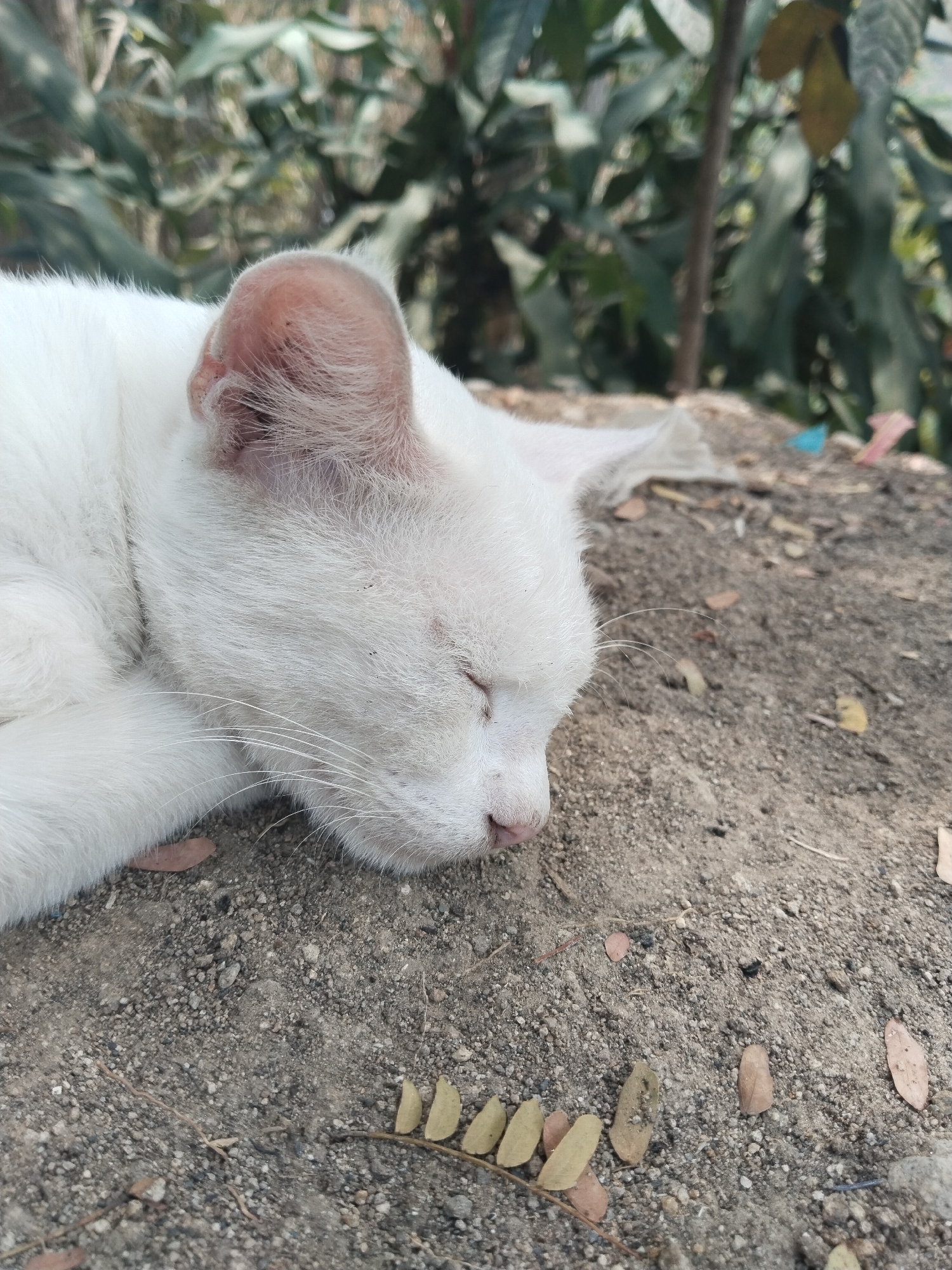 A white cat is sleeping on the ground. The cat is lying on its side with its eyes closed. Its fur is white and its ears are pink. The ground is covered in dirt and small rocks. In the background, there are green leaves and trees. The scene is outdoors.