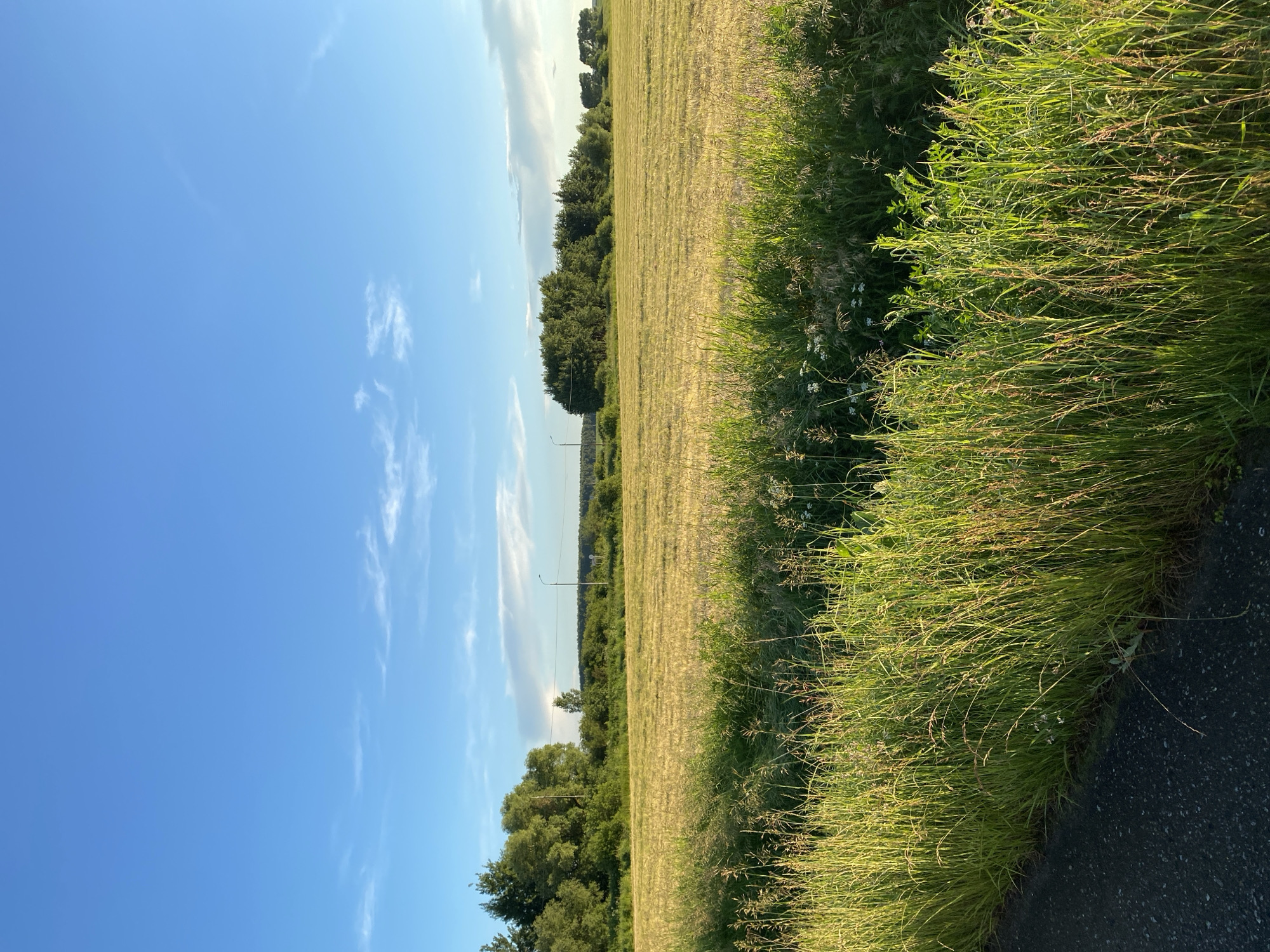 A vertical, full shot captures a rural landscape under a bright blue sky with sparse, wispy clouds. The foreground features a section of dark asphalt road on the left, bordered by tall, sunlit green grass and wildflowers. Beyond the grass is a vast, golden field of cut crops, likely hay or wheat, stretching towards a line of lush green trees in the middle ground. In the distance, a dense forest forms a dark green horizon. Two lampposts are visible in the middle distance. The scene suggests a peaceful, sun-drenched afternoon in a rural setting.