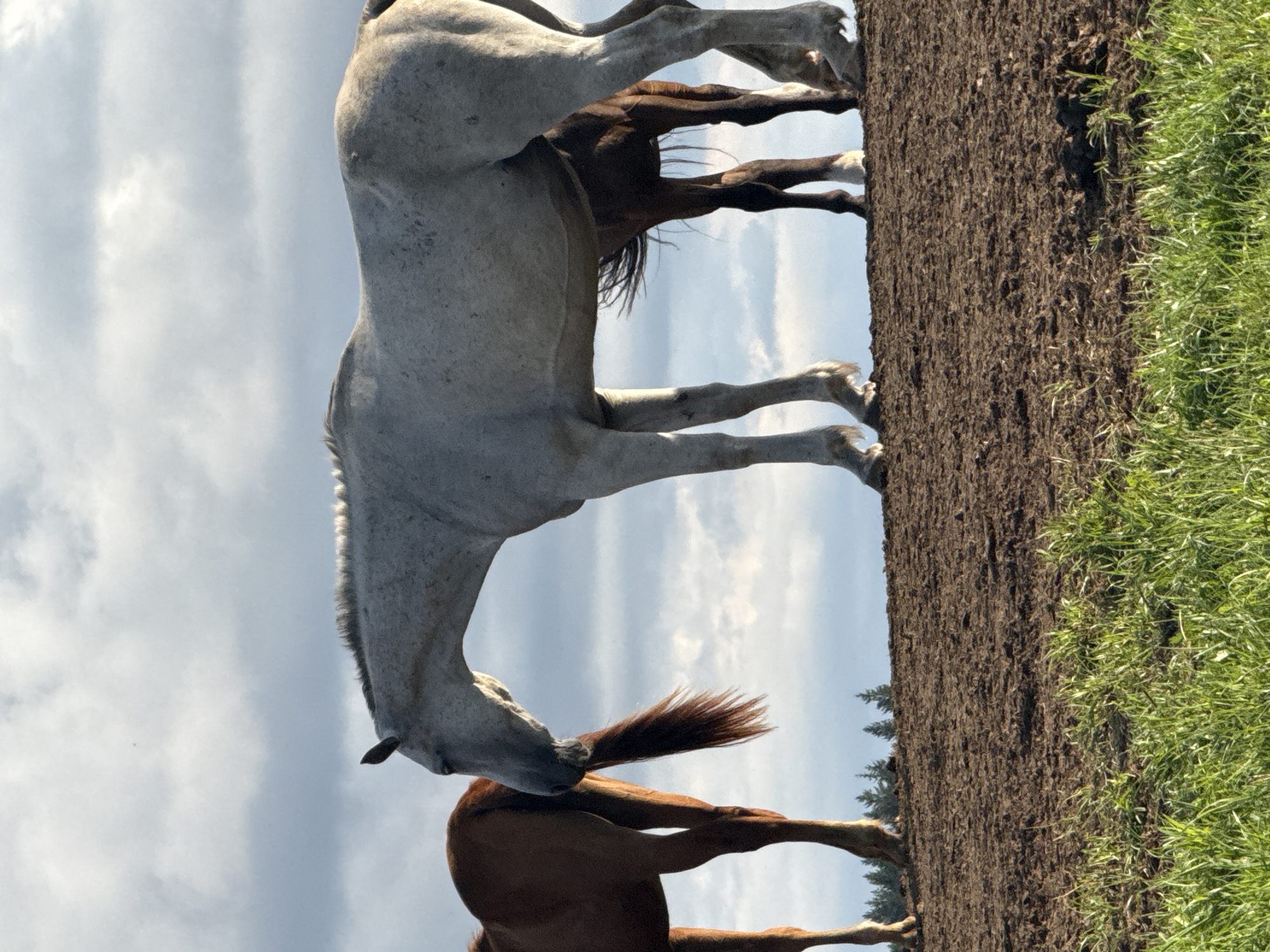 The image captures a serene rural scene in Galinė, Lithuania, featuring three horses on a dirt embankment under a cloudy sky. A light grey horse stands prominently in the center, its head lowered as if grazing or interacting with the horse to its left. To the left of the grey horse, a chestnut horse stands with its tail swishing. Partially obscured behind the grey horse, a darker horse is visible, its legs and hindquarters discernible. The ground beneath the horses is dark, tilled earth, transitioning to a patch of vibrant green grass in the foreground. In the background, a line of dark green coniferous trees punctuates the horizon beneath the expansive sky. The lighting suggests it might be late afternoon or early morning, with the sun casting a soft glow.