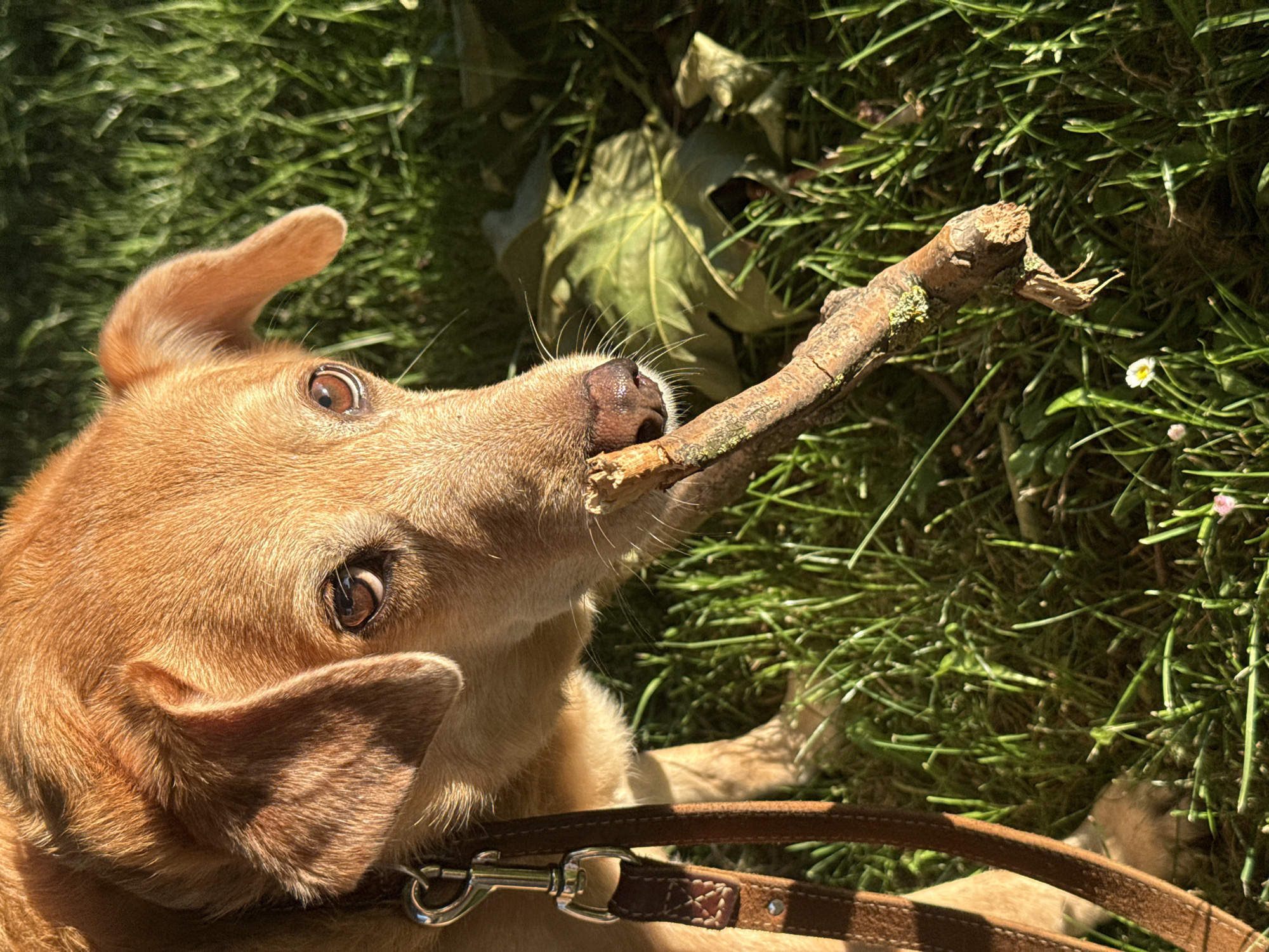 A low-angle, outdoor shot shows a tan dog lying on a patch of green grass, holding a twig in its mouth. The dog has short tan fur, brown eyes, and floppy ears. The twig appears to be broken off a tree branch. A brown leather leash is visible near the bottom of the frame. A few leaves are visible in the background. The exact location in Gijón, Spain is not identifiable from the visual details.