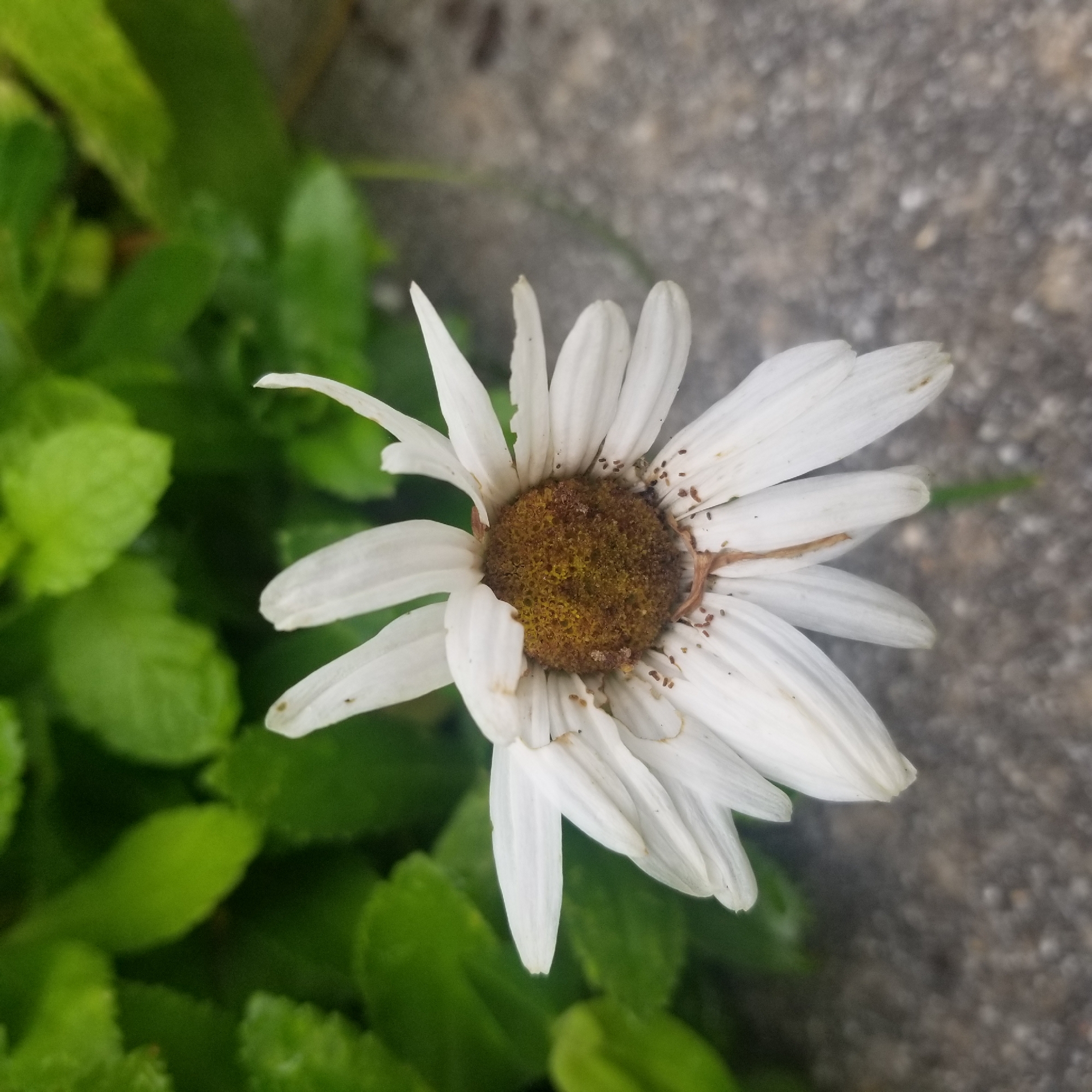 A close-up, overhead shot of a wilting white daisy with a brown center is featured against a blurred background of green leaves and grey concrete. The daisy's petals are slightly curled and droopy, with some brown spots and small, dark specks scattered across them. A thin, brown dried stem or leaf fragment is visible on the center of the flower. The background is out of focus, with vibrant green foliage occupying the upper portion of the image and textured grey concrete filling the lower portion. The lighting suggests it might be daytime, possibly overcast or with diffused sunlight. The location is not specified beyond the city and country.