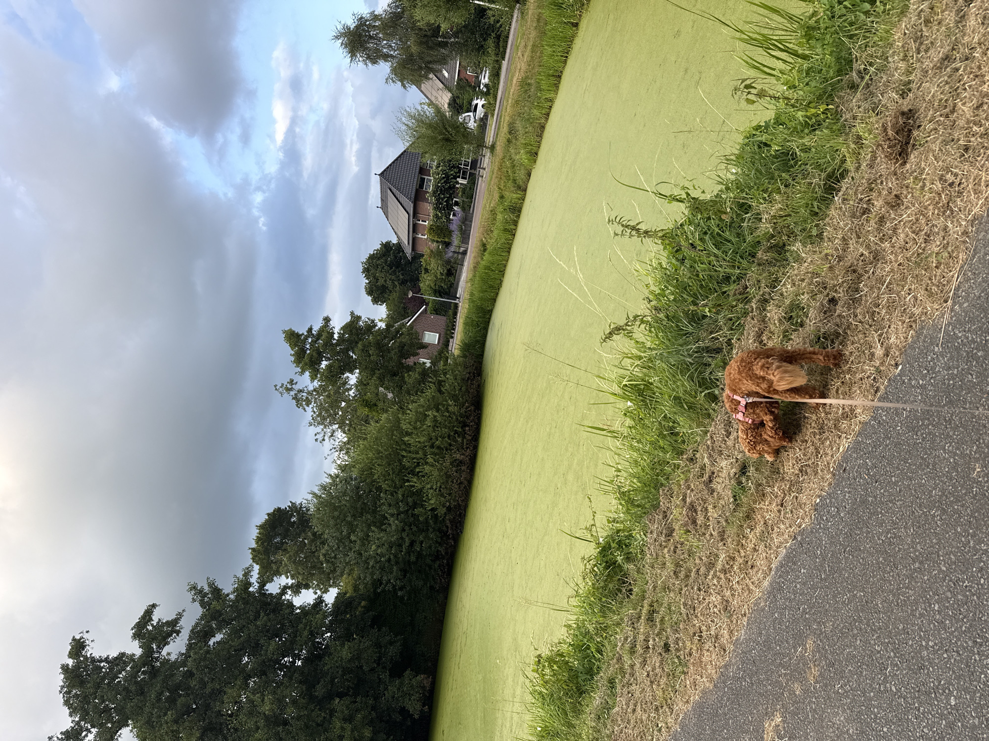 In Marum, Netherlands, a brown dog on a leash is sniffing the ground next to a paved path that runs alongside a body of water covered in green algae. Trees and houses line the opposite side of the water. The sky is cloudy with patches of blue.