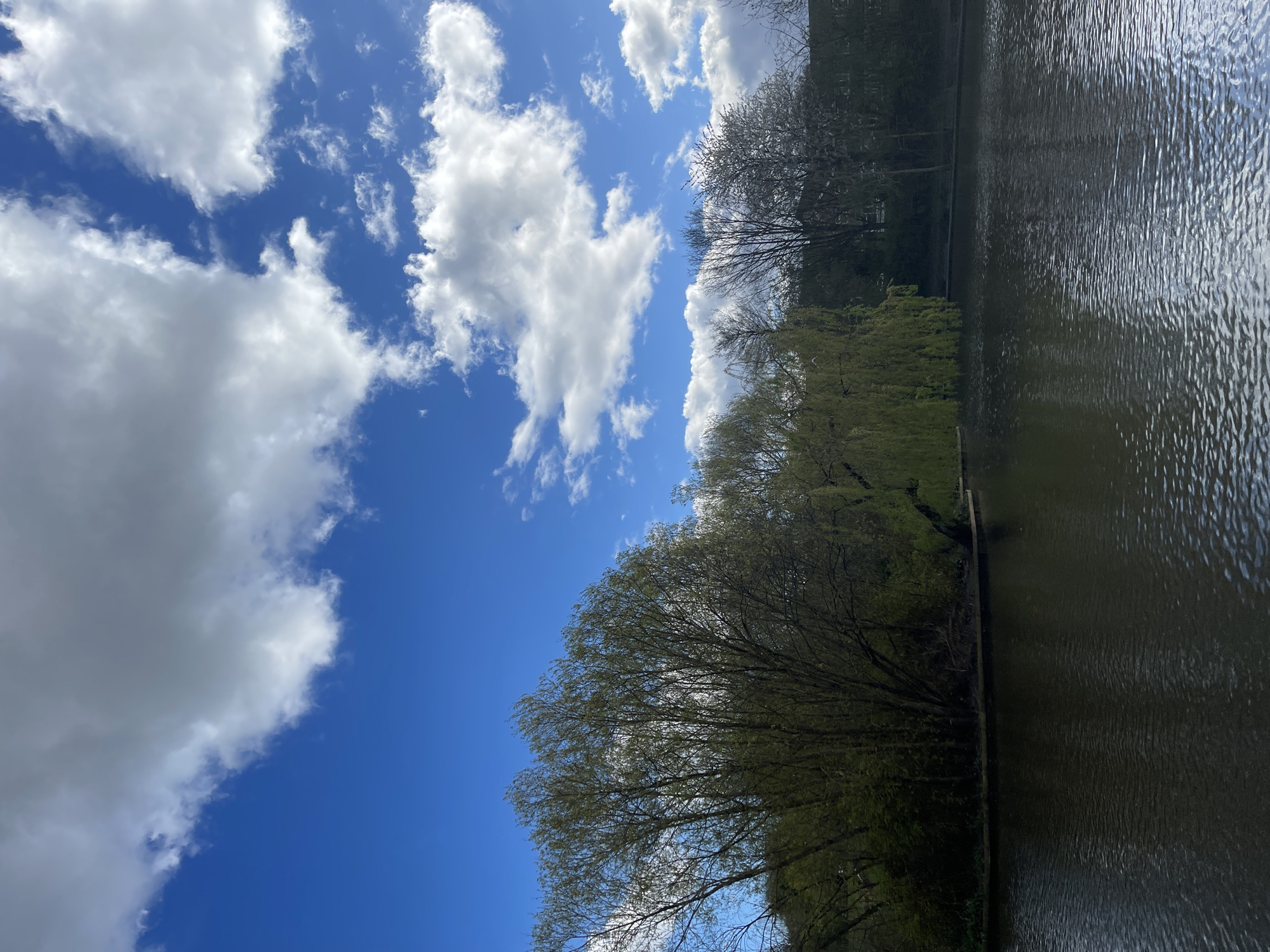 The image depicts a scene in Maidstone, United Kingdom, where a body of water, likely a river or lake, borders a tree-lined bank. The water surface has ripples, suggesting a slight breeze. Trees with varying degrees of foliage line the bank, some still bare or with budding leaves, while others display fuller, green foliage. Above, a blue sky is dotted with cumulus clouds. There are no visible people or animals in the scene.