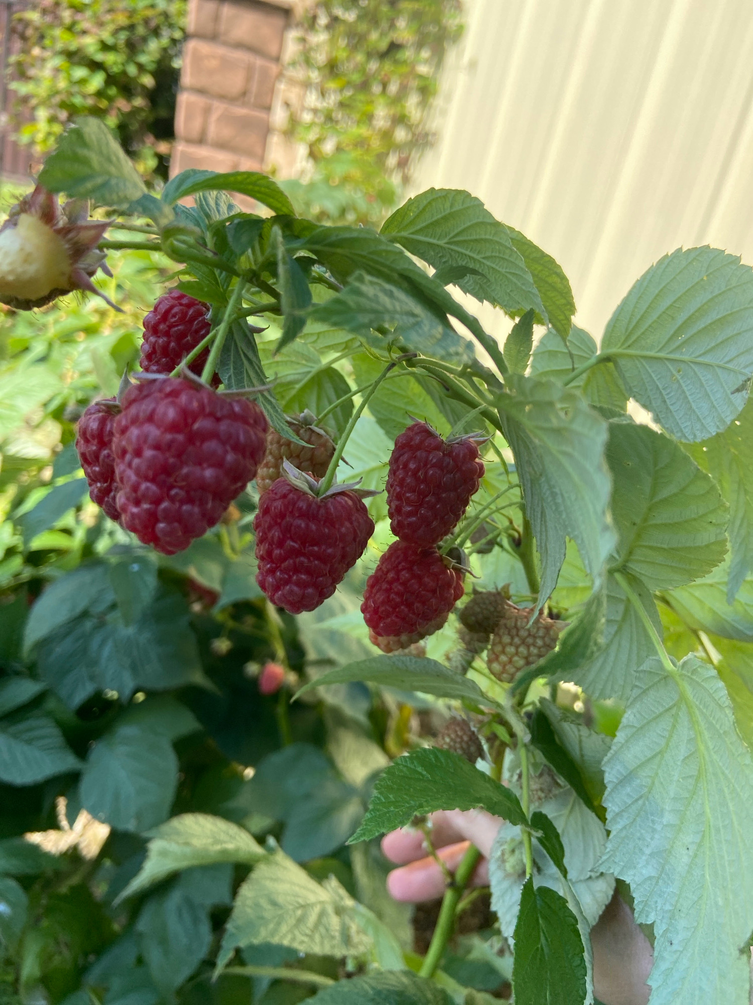 A cluster of ripe raspberries hangs from a green branch. Several raspberries are fully red and plump, while others are a lighter shade of green or pink, indicating they are still ripening. The leaves of the raspberry plant are a vibrant green and are slightly textured. In the background, a beige corrugated metal fence is visible, along with some blurred greenery and a brick pillar. A person's hand is reaching towards the raspberries, suggesting an interaction with the fruit. The overall impression is a close-up view of a raspberry bush in a natural or garden setting. The location is specified as ZIMORODOK DNP, Russia.