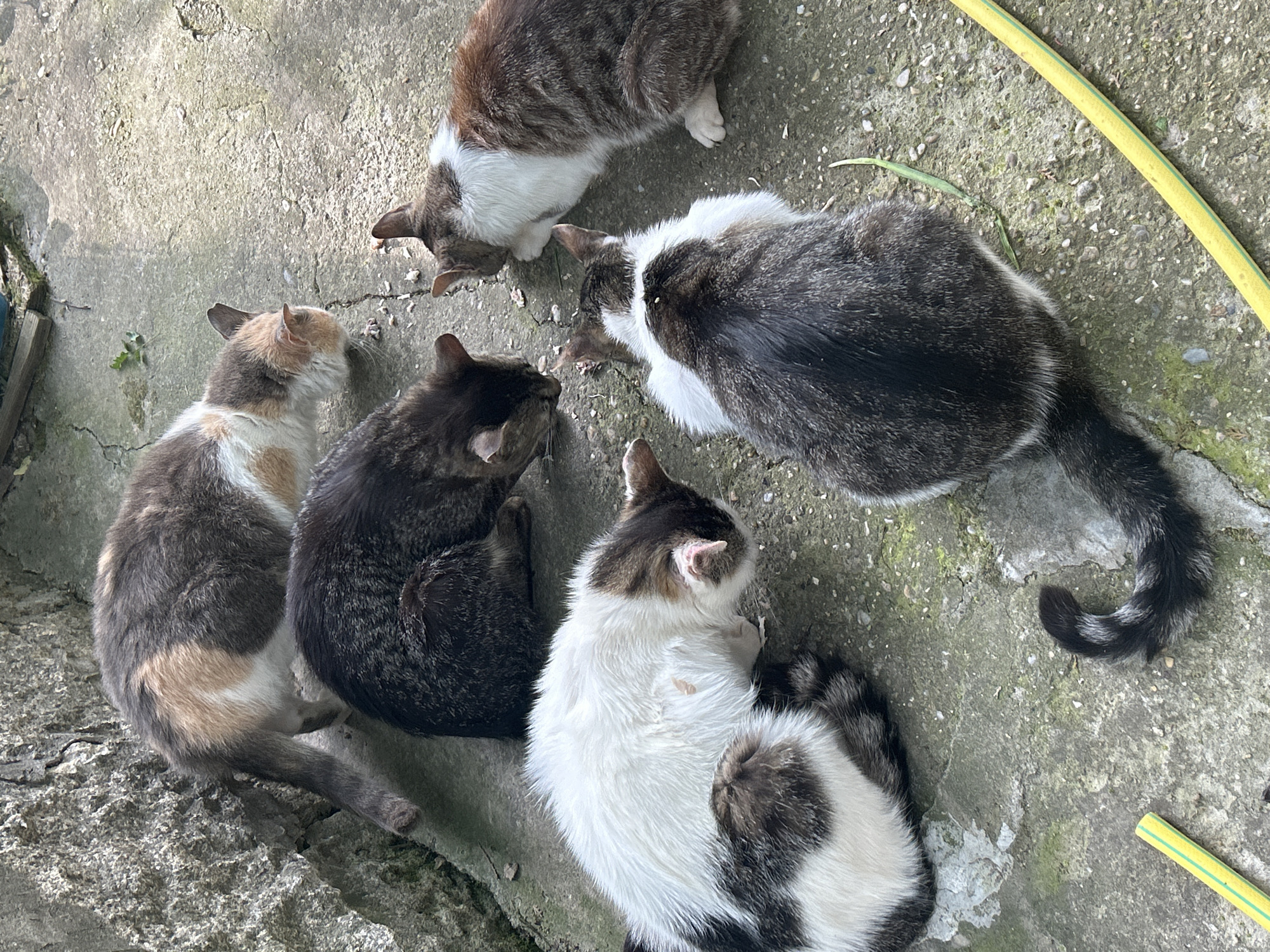 The image shows five cats on a concrete surface. Three cats are in the center of the image. The cats are eating. A yellow garden hose is on the right side of the image. The location is not mentioned in the provided image, nor could I find any details about the location of Cherven in Bulgaria.