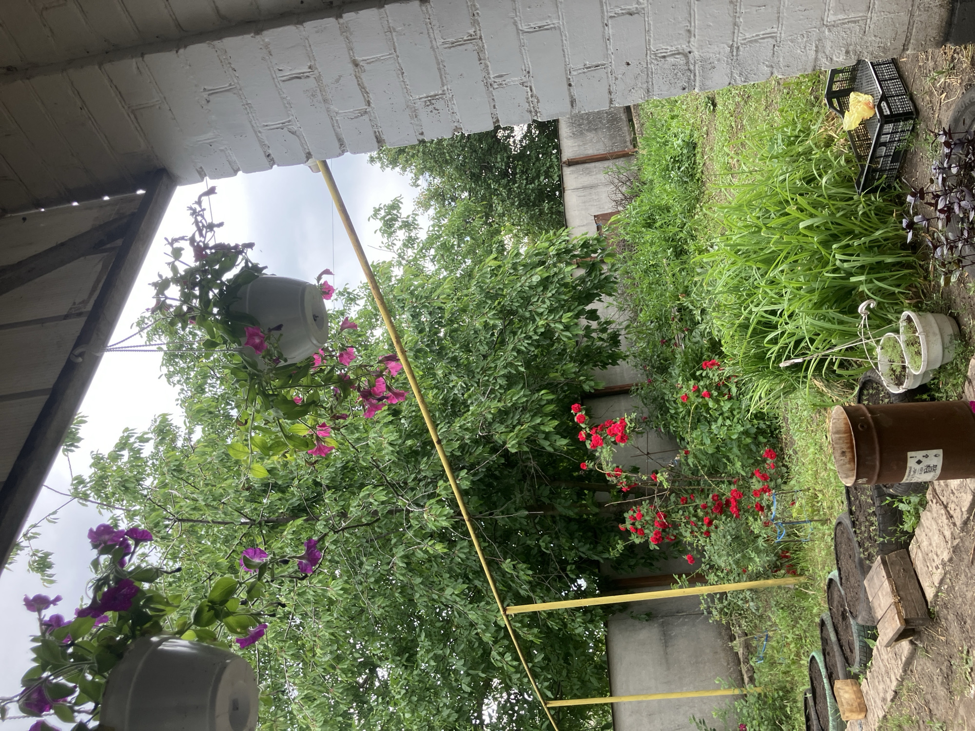The image depicts a garden area attached to a white brick structure, likely in Vovkivka, Ukraine. A covered porch or overhang is visible at the top, with hanging planters containing purple petunias. A tall green tree with dense foliage is prominent in the background, with more red roses blooming on a bush. A yellow metal pole and a horizontal bar run across the scene, possibly part of a clothesline or support structure. In the foreground, a row of planters made from tires filled with soil are arranged. A rusty metal barrel, wooden crates, and white flower pots are also present. The ground is covered in grass and dirt, and a concrete fence runs along the back of the property. The sky appears overcast. No people are visible in the image.