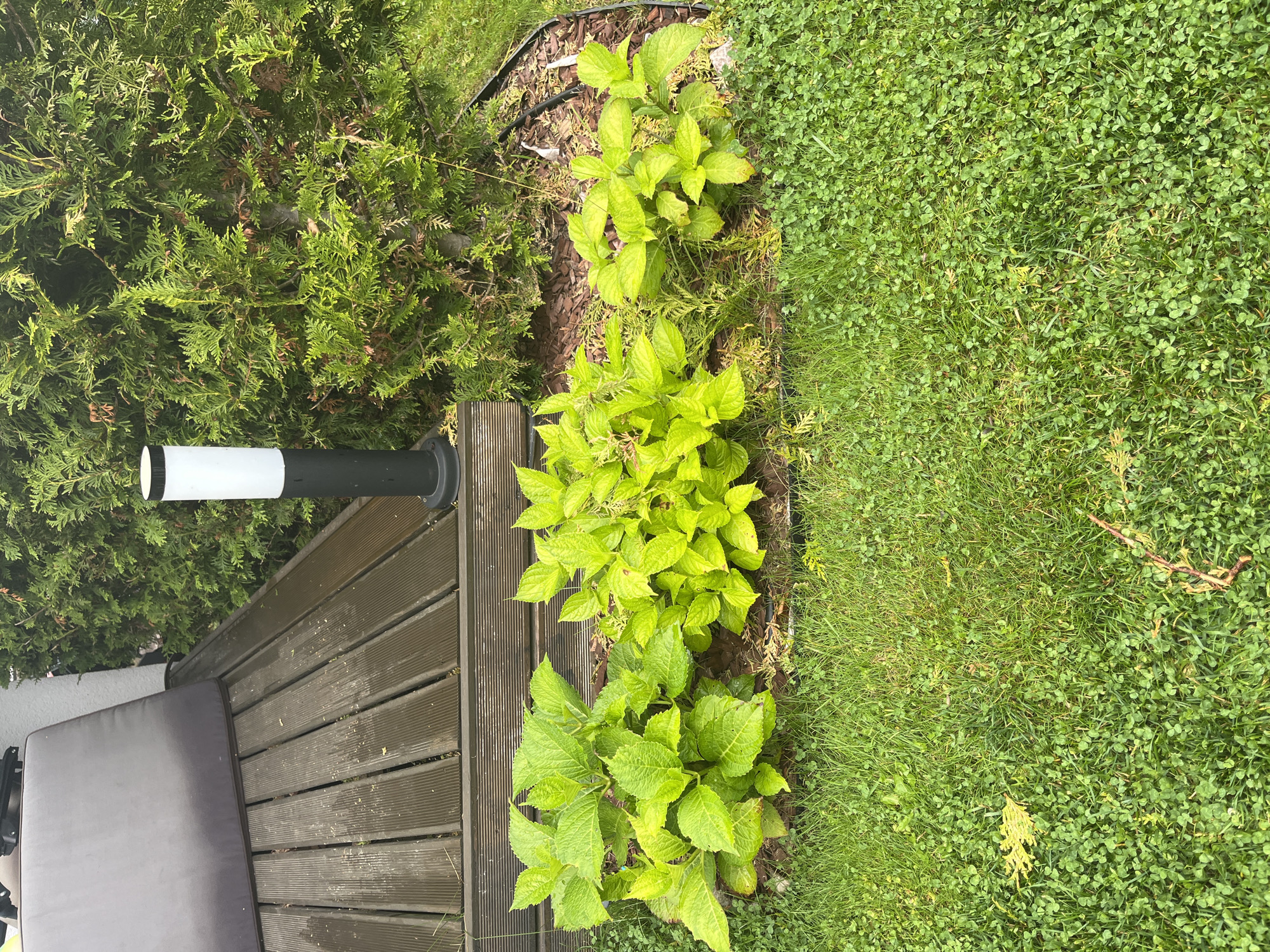 This is a close-up, eye-level outdoor shot of a garden in Haabneeme alevik, Estonia. The scene is dominated by lush green foliage and a wooden deck. In the foreground, a strip of vibrant green grass, mixed with clover, lines the bottom of the frame. Behind the grass, a raised garden bed features several leafy green plants with a mulch ground cover. A tall, black-stemmed outdoor lamp with a white cylindrical top stands in the middle-ground, partially obscured by a dense evergreen hedge that occupies the right side of the image and extends into the background. To the left, a portion of a wooden deck is visible, with dark, wet planks laid horizontally. A grey cushion rests on the deck. The overall impression is of a well-maintained, tranquil outdoor space, likely a backyard or patio area.