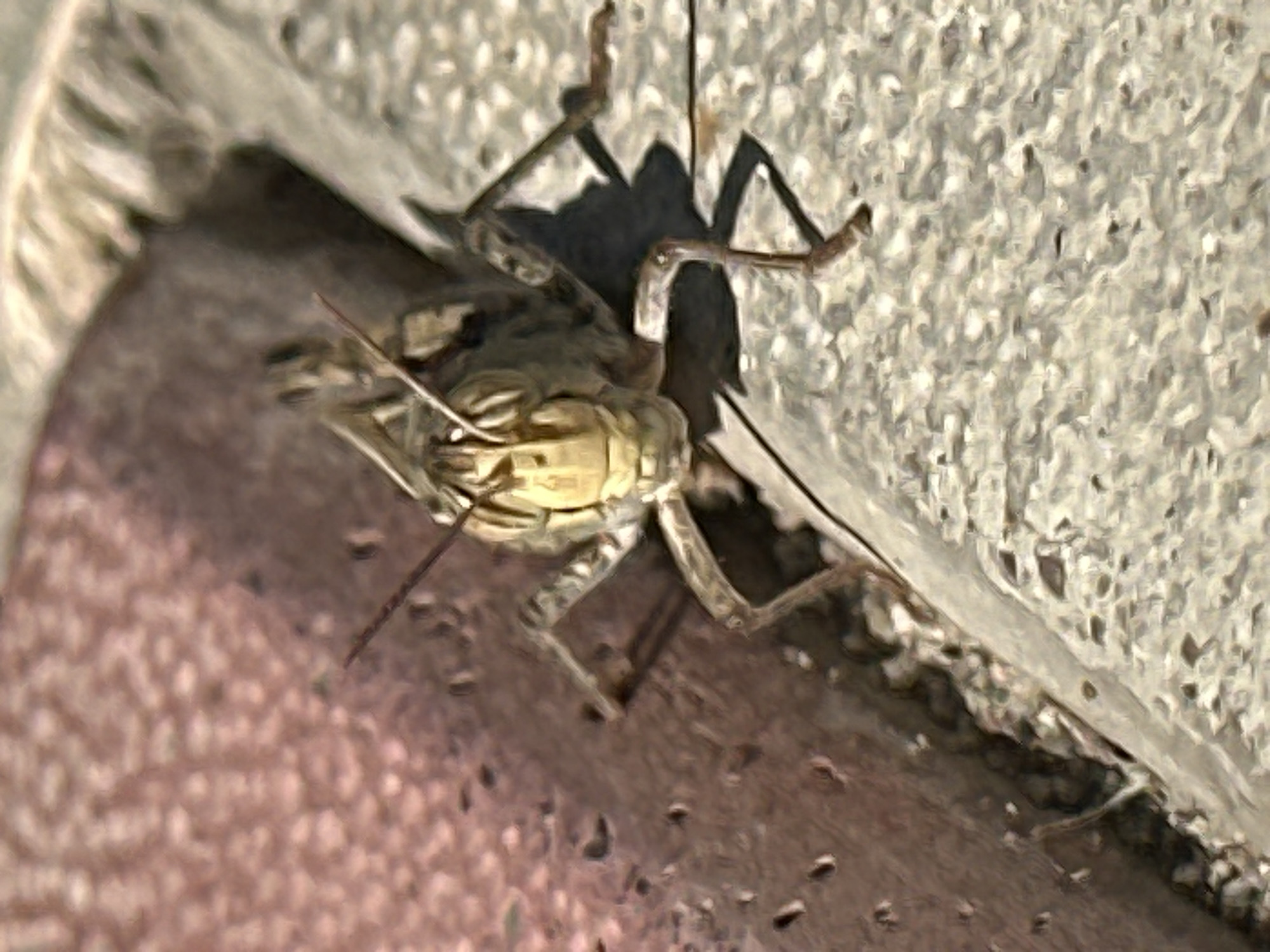 The image is a close-up shot of a grasshopper on a textured surface, possibly concrete or stone. The grasshopper is facing the camera, with its head and forelegs prominently visible. Its body is segmented and appears to be a mottled brown and green color. The background consists of two distinct textures: a reddish-brown, porous surface on the left, and a lighter, granular surface on the right. The lighting suggests it is daytime, casting a shadow from the grasshopper onto the lighter surface. There are no people or any indications of the city of Lobacheve, Ukraine.