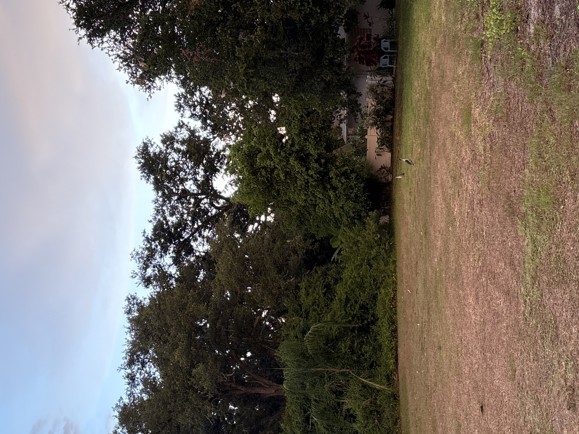 A wide, slightly downward-angled shot shows a residential backyard with dry grass in the foreground and dense green foliage and trees in the background. The sky above is a pale blue with streaks of pinkish-gray clouds. Three birds are visible on the lawn: one closer to the left, and two further to the right and slightly closer to the trees. In the middle-ground, behind the lawn, is a white fence and the back of a house. Two blue chairs are placed on the lawn near the fence. The scene is located in South Venice, Florida, United States of America.