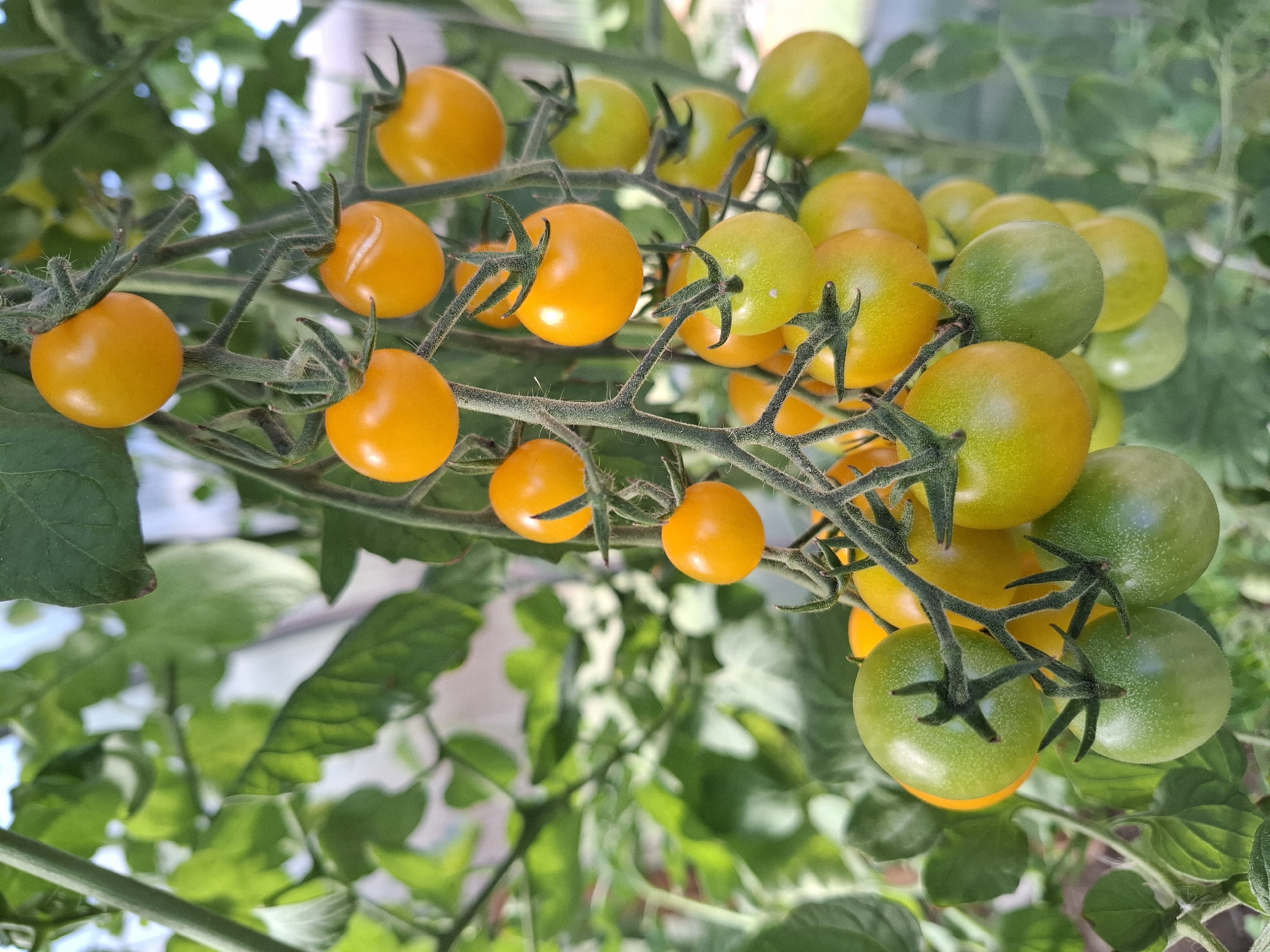 A close-up, vertical shot focuses on a cluster of ripening cherry tomatoes on the vine. The tomatoes display a gradient of colors, ranging from green to vibrant orange, indicating they are in various stages of ripeness. They are small, round, and appear to be growing in a greenhouse environment, suggested by the presence of artificial lighting or a controlled atmosphere in the background, which is blurred but hints at a structured cultivation setting. The vines and leaves are a lush green, providing a natural contrast to the colorful fruit. No people or animals are visible in the image. The image does not contain any information about its location in Tyumen, Russia.