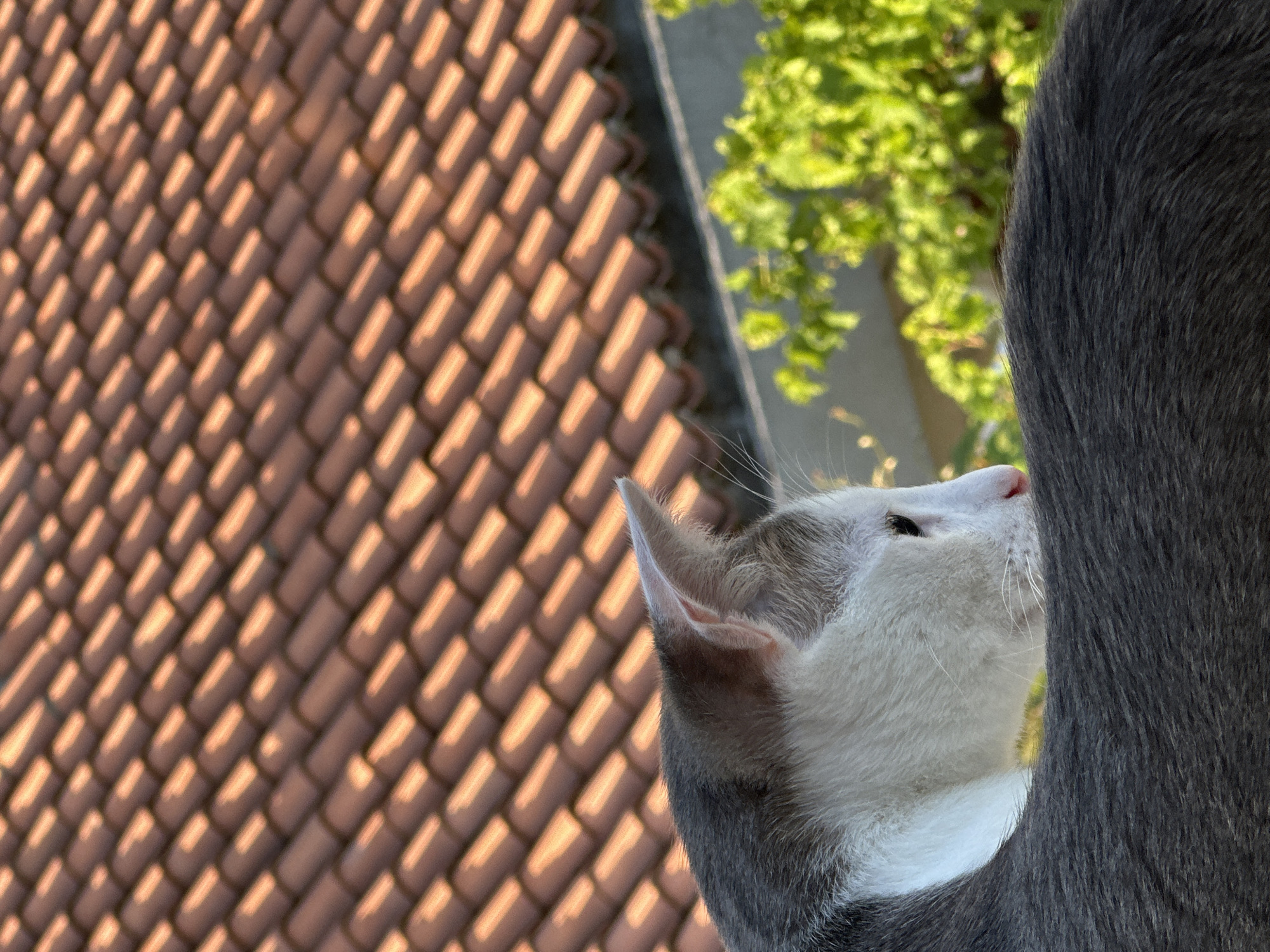 An outdoor, high-angle close-up shot features a domestic cat looking upwards and to the right. The cat has primarily white fur on its face and neck, with visible grey markings on its ears and body, partially obscured by a larger section of dark grey fur on the right side of the frame, likely belonging to the same cat's body or another cat. Its right ear is prominent and alert.
The background is dominated by a sharply detailed expanse of terracotta-colored roof tiles, arranged in a repeating pattern. Strong, directional sunlight casts distinct, elongated shadows across the tiles, suggesting a clear, sunny day, possibly during the morning or late afternoon. Above the roofline on the upper right, vibrant green foliage from trees is visible. The architectural style of the roof tiles aligns with Mediterranean aesthetics, consistent with the location context of Budva, Montenegro. The cat's gaze and posture convey a sense of curiosity or attentiveness. No text is visible in the image.