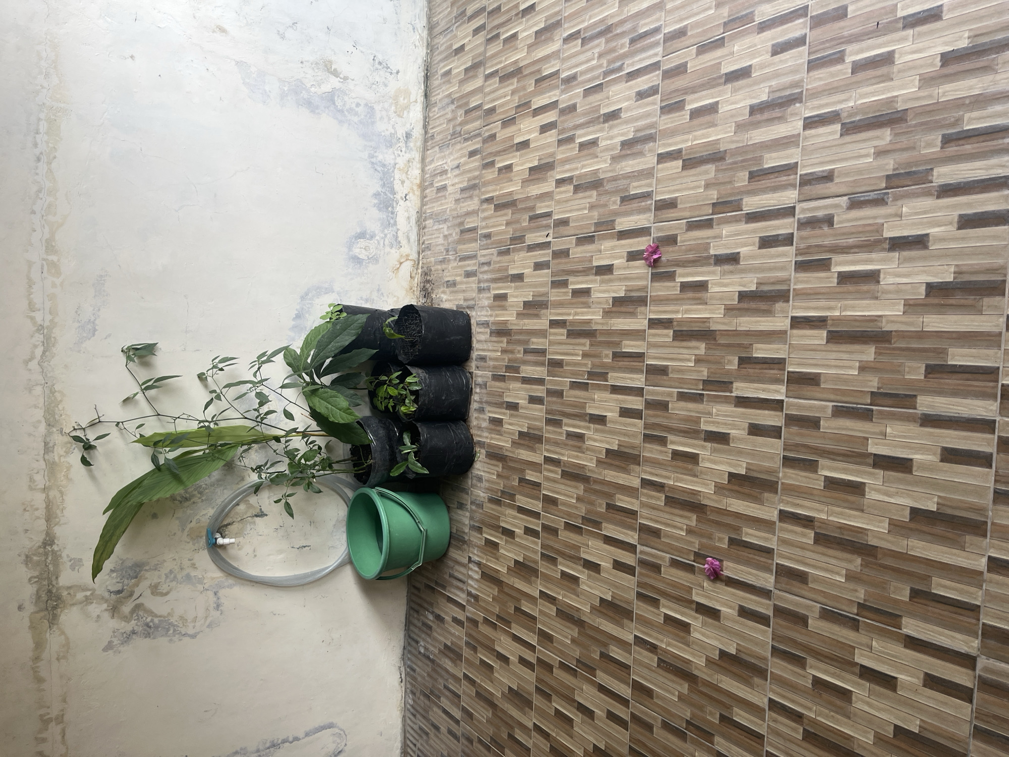An outdoor scene at ground level shows a section of a textured wall and a tiled floor. The wall, a pale off-white with areas of water staining and peeling paint, has a clear plastic hose coiled and hanging from a blue spigot. To the right of the hose, several potted plants in black bags are arranged against the wall. These include a tall plant with large green leaves and a few smaller plants with slender stems and leaves. A bright green plastic bucket sits to the left of the potted plants. The floor is covered in rectangular tiles with a wood-grain pattern, featuring alternating shades of brown and beige. Two small pink flowers are visible on the tiled floor in the foreground. The scene appears to be in a residential outdoor space, potentially a patio or courtyard, located in Cirahayu, Indonesia. There are no people or animals present in the image.