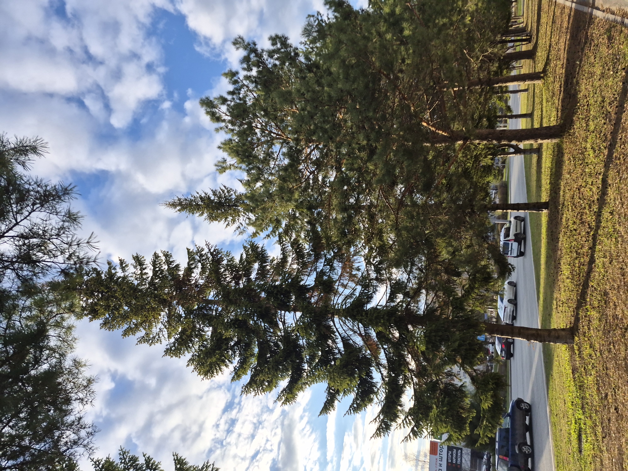 The image depicts a row of coniferous trees lining a street in what appears to be a residential area of Tobolsk, Russia. The trees are full and green, with the sky visible through their branches. The sky is blue with scattered white clouds. A paved road runs alongside the trees, and several parked cars are visible on the road. A grassy area lies on the far side of the road, also next to the trees. A building can be seen further in the background across the road.
