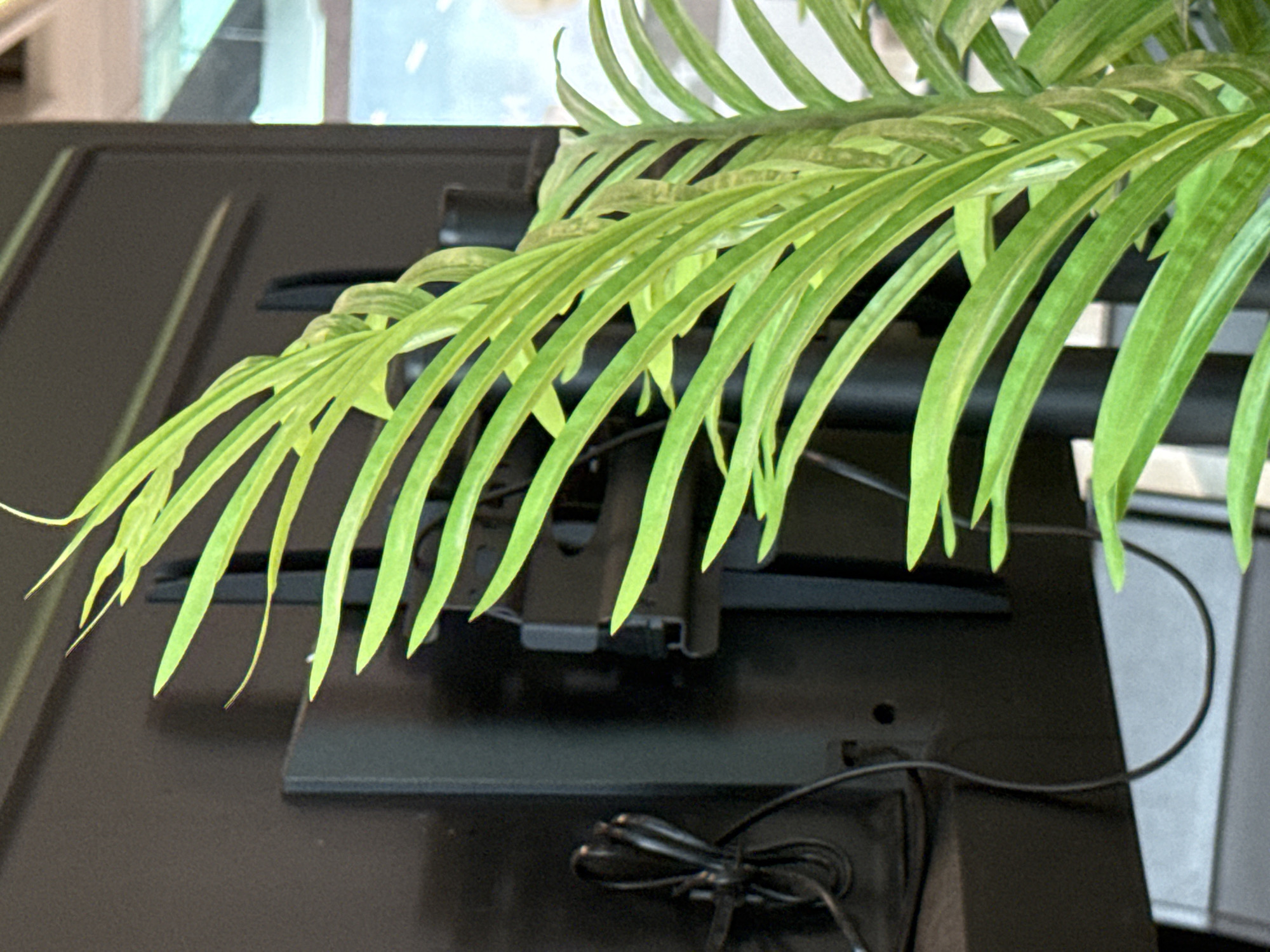 The image shows a close-up view of a green plant with long, thin leaves, positioned in front of a black object. The black object appears to be the back of a large screen or monitor, mounted on a bracket. A black cable is neatly coiled and attached to the back of the monitor. The background is slightly blurred, showing a hint of a bright, modern interior with some windows and architectural elements. There are no people visible in the image. The scene appears to be indoors, possibly in an office or public space. The image does not contain any information to suggest a specific location in the city of Ob, Russia.