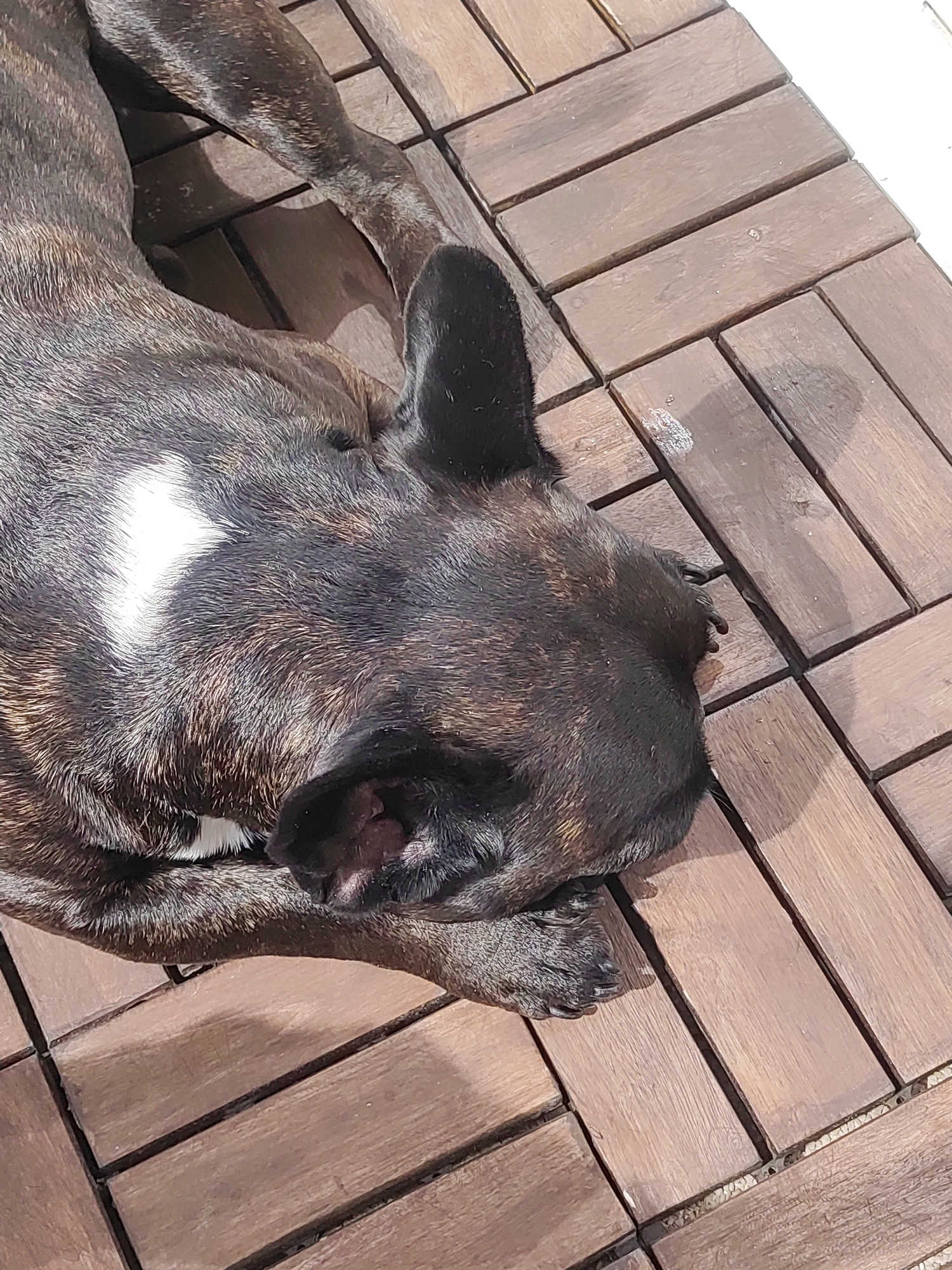 A brindle-colored dog, possibly a French Bulldog, is resting on wooden decking outdoors. The dog's head is resting on its paws, and its eyes are closed. The decking appears to be made of dark brown wooden tiles arranged in a herringbone pattern. There are some shadows cast on the decking, suggesting it is a sunny day. The image was taken at an undisclosed location in Burgoberbach, Germany.