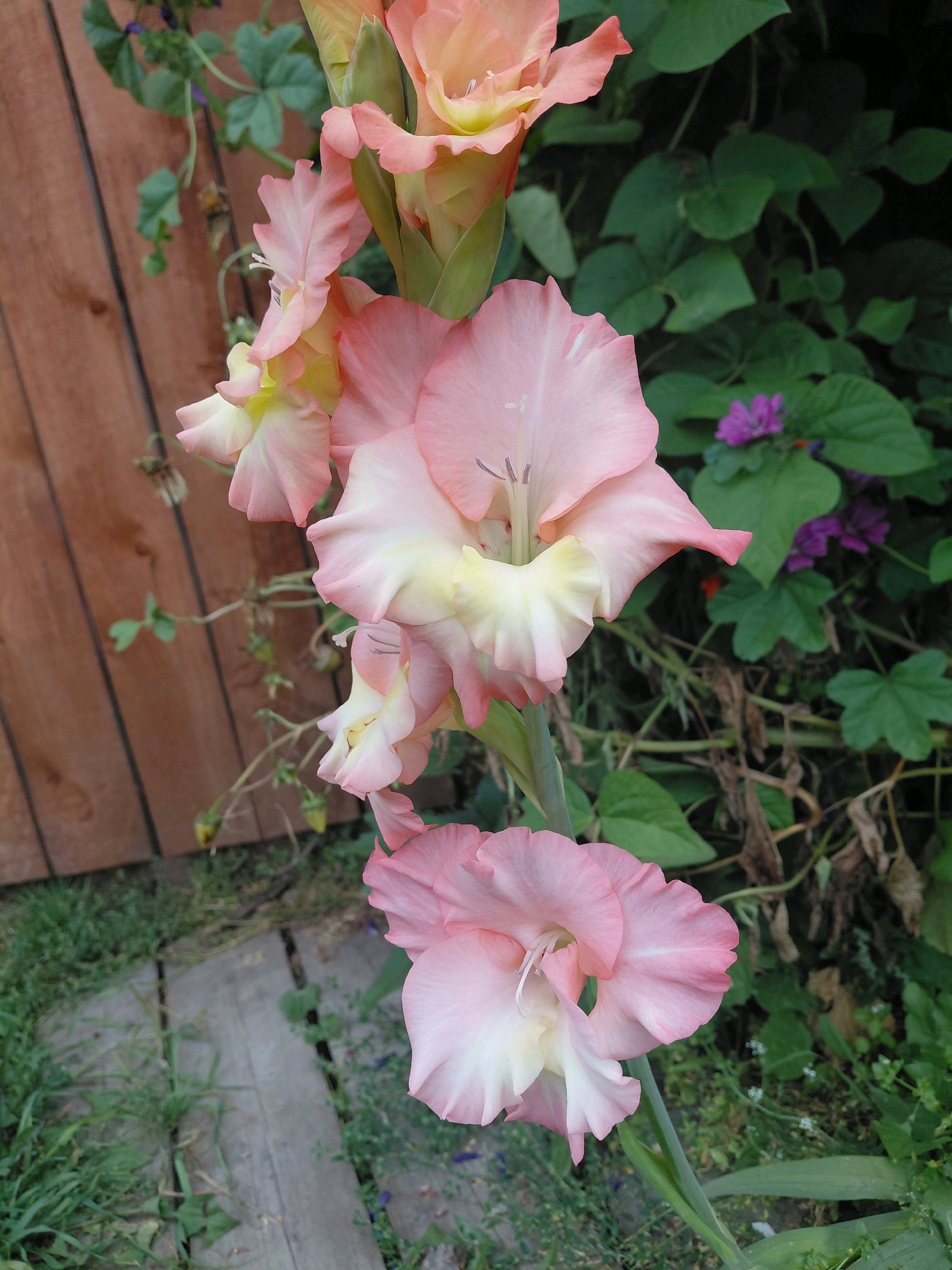 This image depicts a close-up view of several pink and pale yellow gladiolus flowers in bloom, with one prominent flower in the center, its petals unfurling. To the left of the flowers, a wooden fence is visible, constructed from vertical planks with a weathered, reddish-brown hue. The ground beneath the flowers is a mix of green grass and weathered wooden planks, suggesting an outdoor garden setting. In the background, lush green foliage and a few small purple flowers create a natural backdrop. The scene is entirely devoid of human presence and activity. The image does not contain any information about its location in Malinovka, Russia.