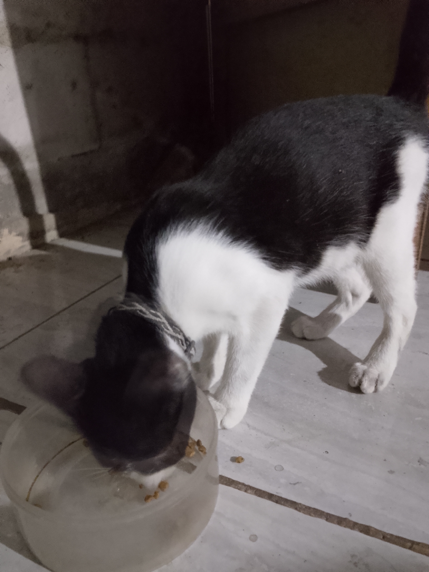 In Tanggungan, Indonesia, a black and white cat is shown eating from a clear bowl on a tiled floor. The cat is wearing a chain collar. The background is a rough, concrete wall.