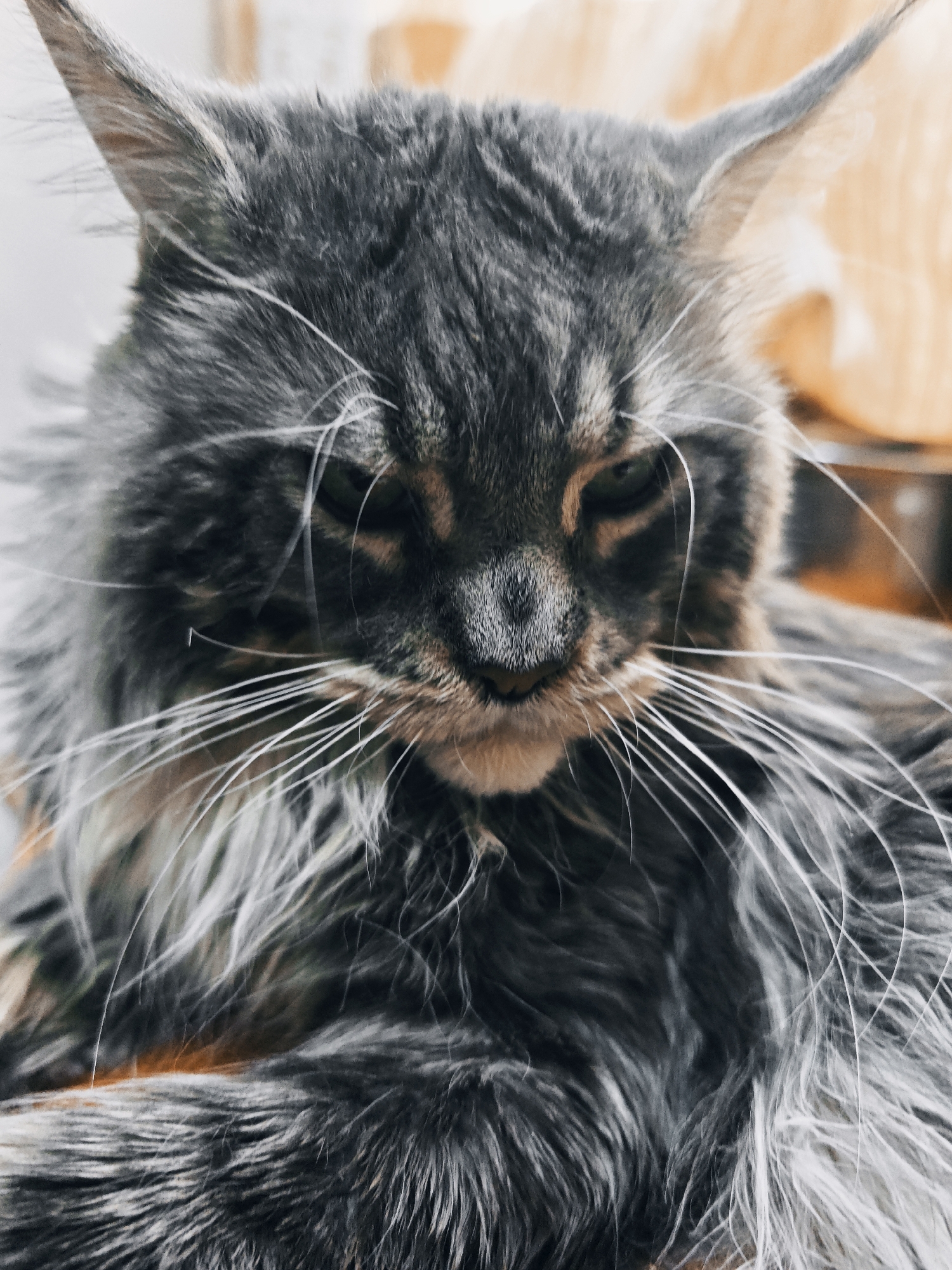 A close-up portrait shows the face of a Maine Coon cat. The cat has long, gray fur with black tabby markings. Its ears are pointed and tufted, and its whiskers are long and white. The cat's eyes are partially closed, giving it a sleepy or contemplative expression. The background is blurred and appears to be an indoor setting with warm-toned objects. There is no indication of the location being in the city of Abakan, Russia.