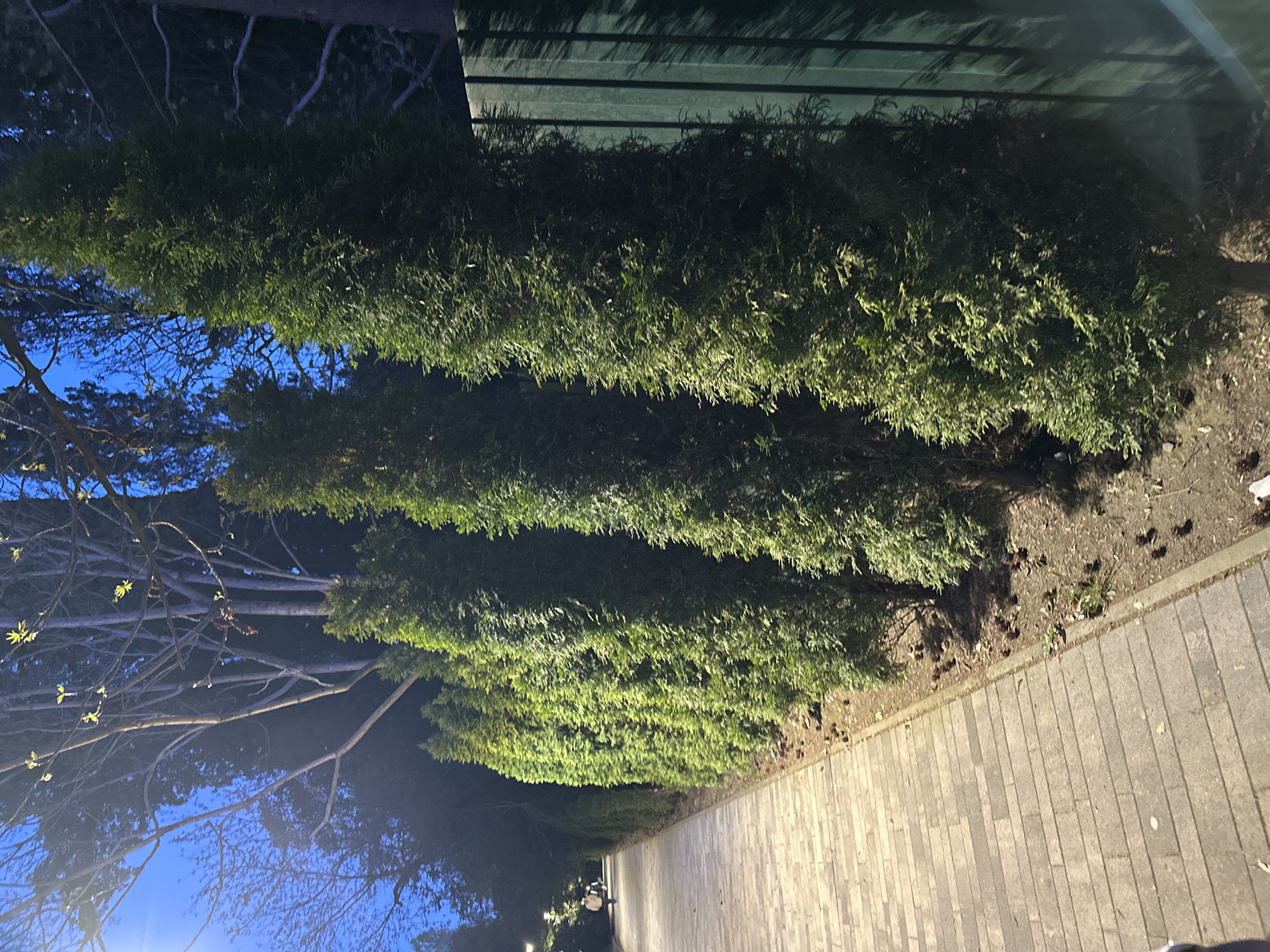The image captures an outdoor scene at dusk or early morning, set in what appears to be a park or pedestrian area in Sochi, Russia. The sky, visible on the left side, is a clear, deep blue, indicating low natural light conditions. Artificial lighting illuminates parts of the scene, particularly a long, dense hedge that spans horizontally across the middle of the frame.
To the right of the hedge, a paved pathway extends into the distance. The pathway is constructed from rectangular blocks of varying grey and beige tones. Its surface is brightly lit, creating a clear contrast with the darker, shadowy areas. In the far distance along this path, several indistinct figures, likely people, can be seen walking.
Behind the hedge and extending towards the left side of the image, there are numerous trees. Many of these trees are deciduous, currently bare of most leaves, though some show small clusters of light green new growth, suggesting a spring season. High up in one of these bare trees, an indistinct reddish-brown cluster, possibly a bird's nest or a growth, is visible. The ground directly beneath the hedge and bordering the pathway is unpaved earth, strewn with natural debris such as fallen leaves and pinecones.
At the very top of the image, a dark green, slatted structure is visible, possibly part of a fence, building, or roof overhang, partially illuminated by the artificial light. The overall mood is tranquil and quiet, typical of a well-maintained public space during twilight hours. There is no visible text in the image.