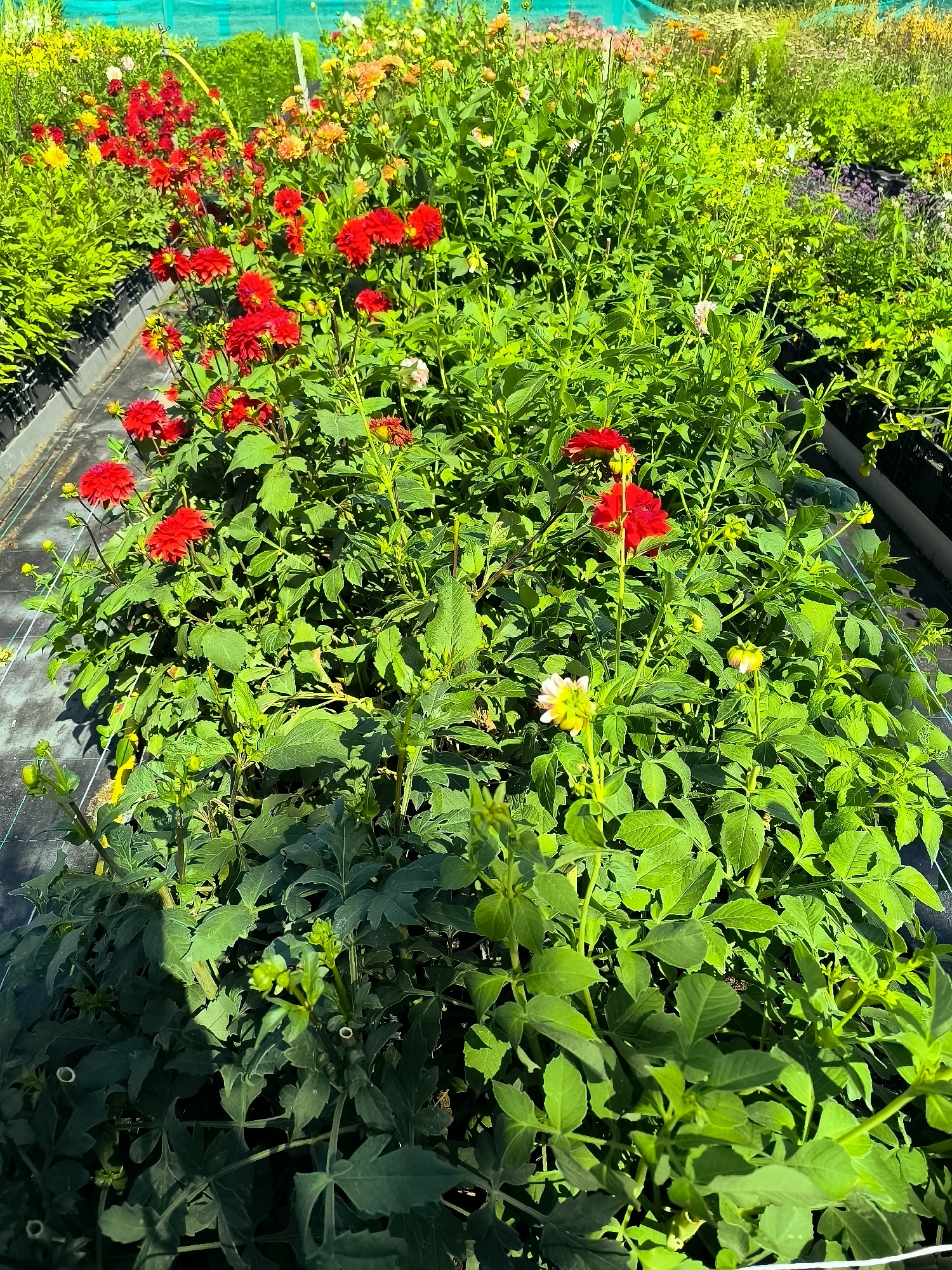 The image depicts a sunny outdoor scene in a nursery or farm in Andijk, Netherlands. The foreground and midground are filled with rows of lush green plants, primarily dahlias, displaying vibrant red and yellow blooms. The plants are neatly arranged in black plastic trays, some of which are visible on the left side of the frame. In the background, more flowers and greenery are visible, along with a green mesh net covering the area. The overall impression is one of a well-maintained horticultural setting bathed in natural sunlight.