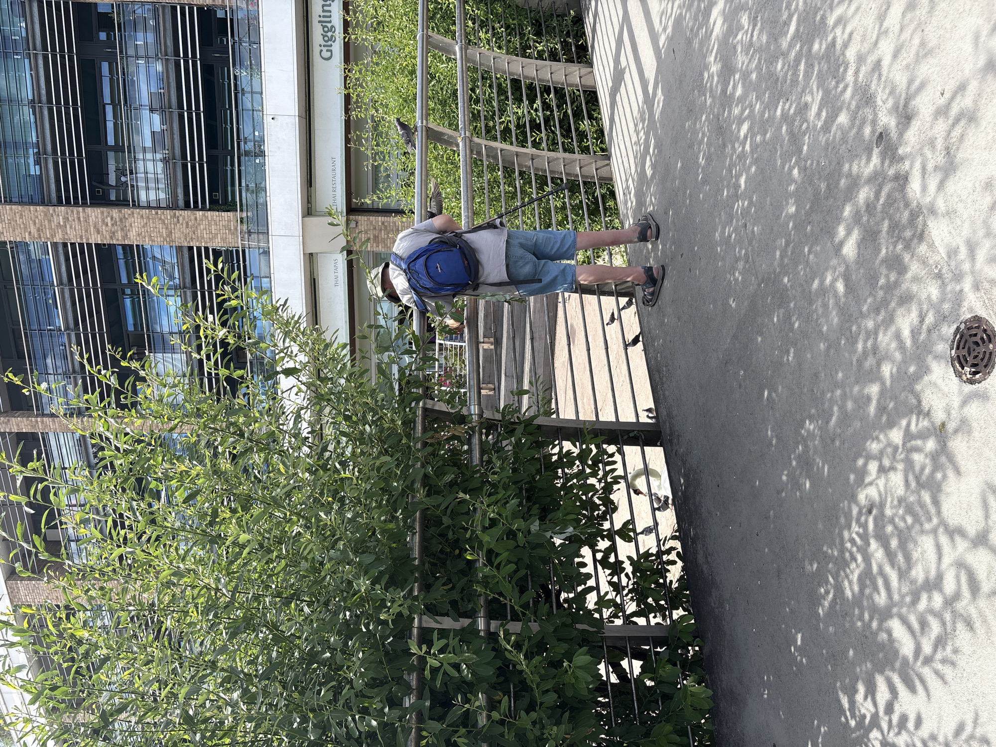 An individual wearing a hat, a grey t-shirt, blue denim shorts, and sandals stands on a paved walkway, leaning on a walking stick. They are facing away from the camera, towards a metal railing bordering a dense green bush. A blue backpack is on their back. Several pigeons are gathered on the walkway and near the railing, with one pigeon perched on the railing. Behind the railing and bush, a modern brick building with numerous horizontal windows is visible, and signs for "THAI TAPAS," "THAI RESTAURANT," and "Giggling" are present on the lower facade of the building. The walkway is partially covered in the dappled shadows of leaves.