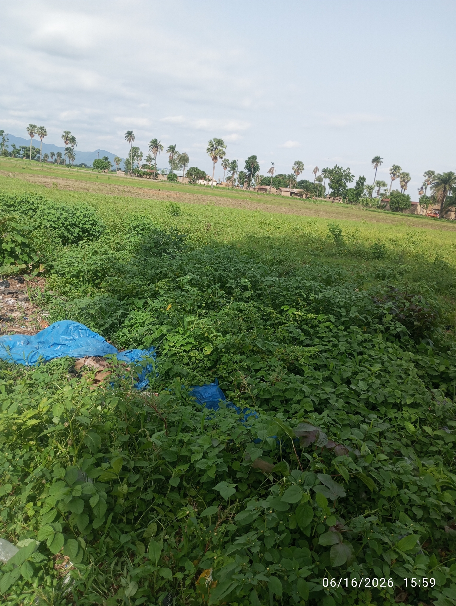 The image depicts a rural landscape in Dokan Tofa, Nigeria, characterized by a large field of green vegetation and scattered palm trees. In the foreground, dense green foliage occupies the majority of the frame, interspersed with what appears to be blue tarpaulin and other discarded materials, suggesting a semi-urban or informal settlement edge. Beyond the dense vegetation, a tilled field is visible, leading towards a line of buildings and more palm trees in the middle ground. In the distance, a mountain range forms the backdrop under a cloudy sky. The timestamp "06/16/2026 15:59" is visible in the lower right corner. No people are present in the image.