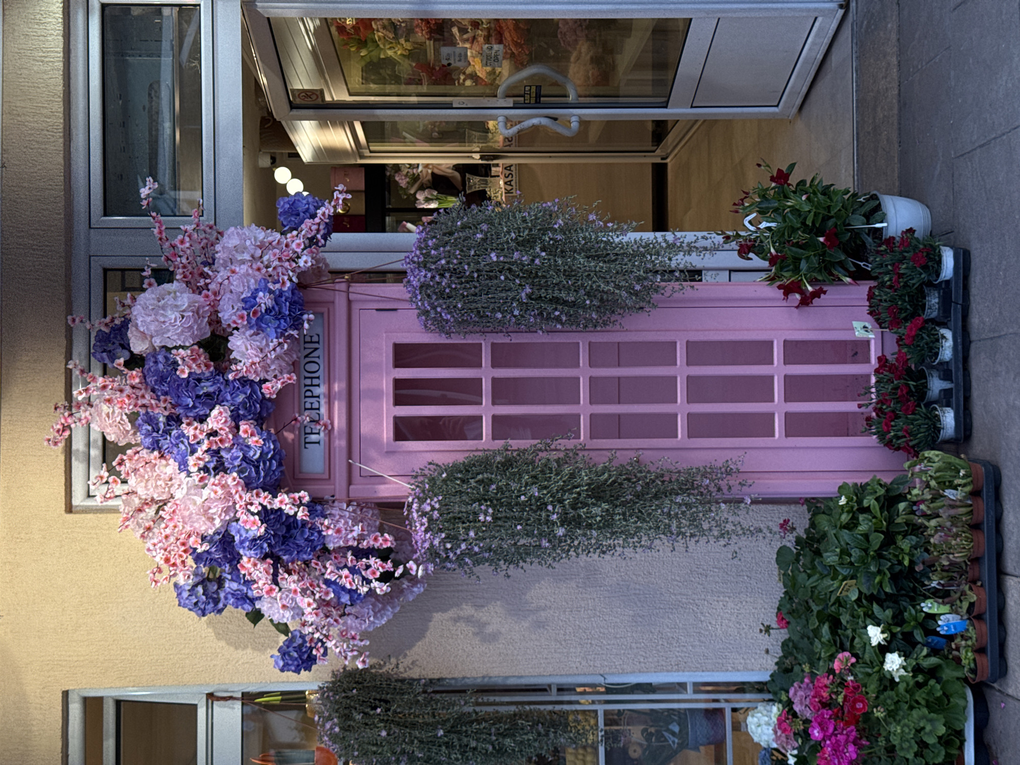 The image shows a pink British-style telephone box, heavily decorated with flowers, outside a shop in Budva, Montenegro. The phone box is positioned adjacent to a building with a textured wall. A profusion of artificial purple and pink flowers clusters around the left side and top of the box. Long, green, cascading plants hang from the top and bottom of the box, reaching towards the street. Additional potted plants with red, white, and pink flowers are arranged on the ground next to the phone box, partially blocking the street view. The entrance of the shop is visible, revealing a glimpse of the interior. The scene is brightly lit, likely during daylight hours, and viewed from an elevated position.
