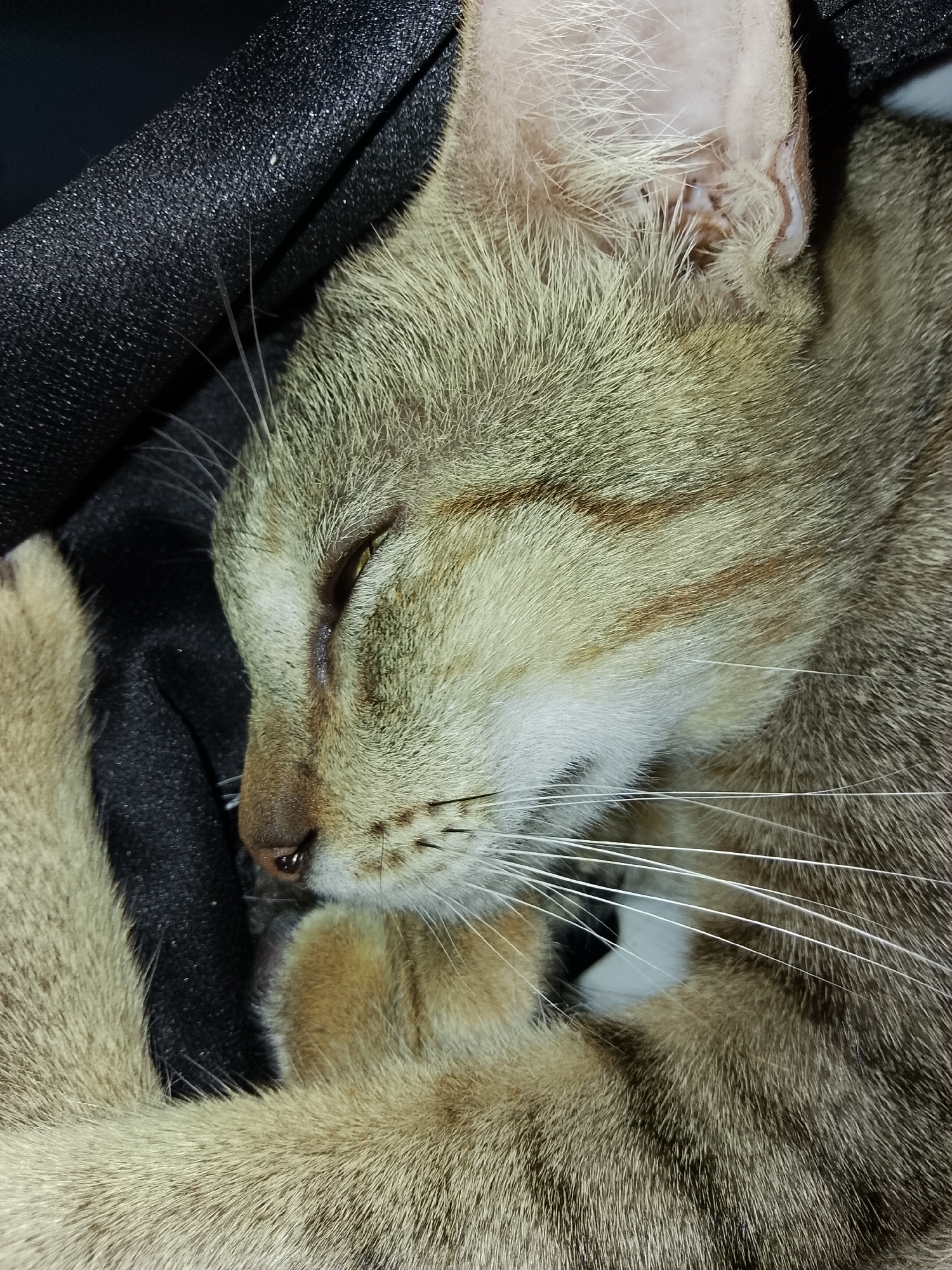 A close-up, eye-level shot shows a tabby cat sleeping on a textured, dark gray surface. The cat is curled up, with its head resting on its paws. Its eyes are closed, and its ears are partially visible. The fur is a mix of brown, gray, and white, with distinct tabby stripes on its face and body. The background is dark and out of focus, with a hint of a black, textured material behind the cat. The image was captured in Davao City, Philippines.