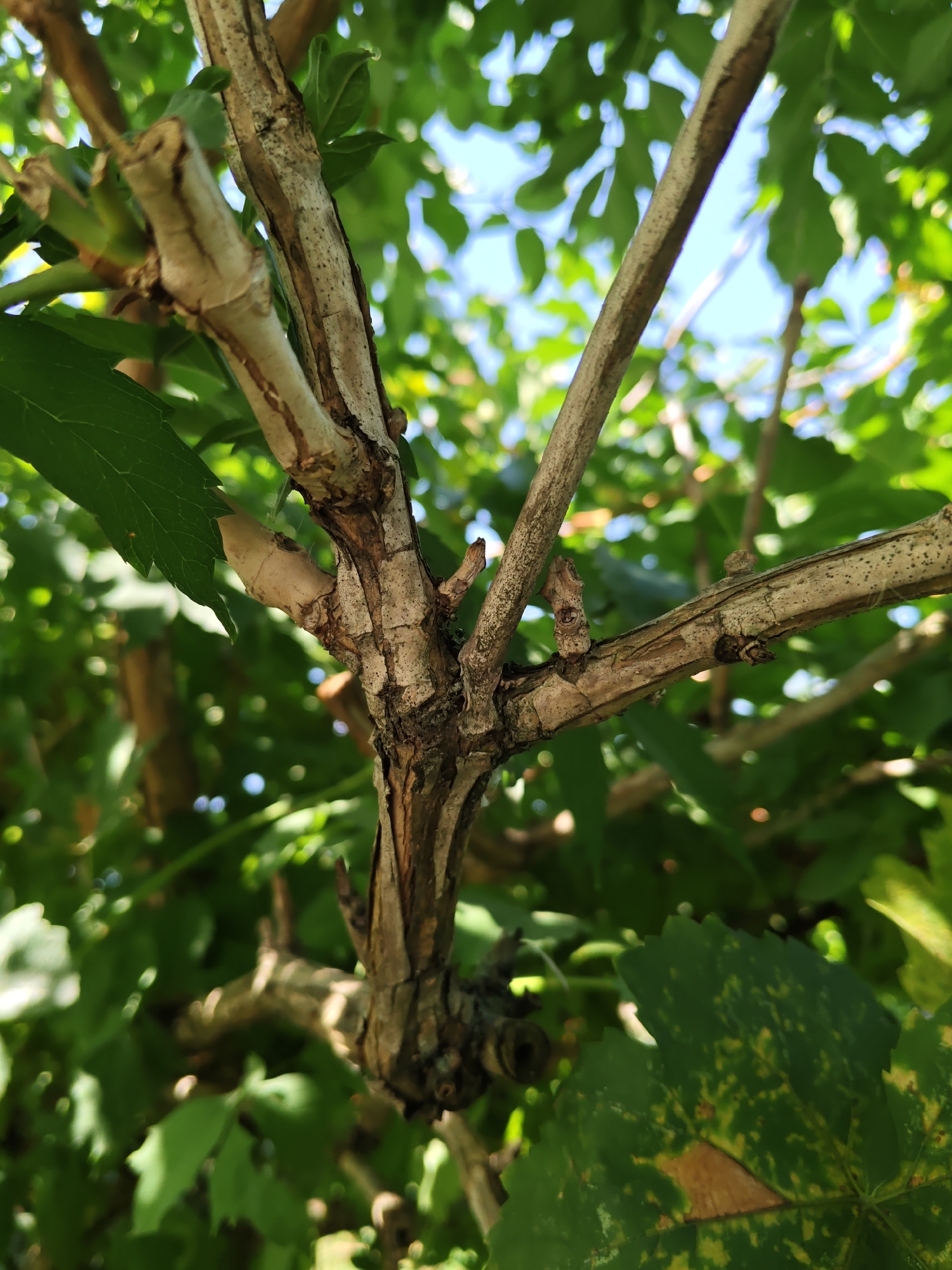 This is a close-up, eye-level, outdoor photograph focused on the bark of a tree. The bark is light brown and gray, with visible texture and cracks. Several branches are visible, some thicker and older, others thinner and newer, with small buds. Green leaves are present in the foreground and background, some appearing healthy, others showing signs of yellowing or browning. The sky is visible in patches through the leaves, appearing bright blue. The image does not contain any people or discernible actions. The location in Rostov-on-Don, Russia, cannot be determined from the visual information present in the photograph.
