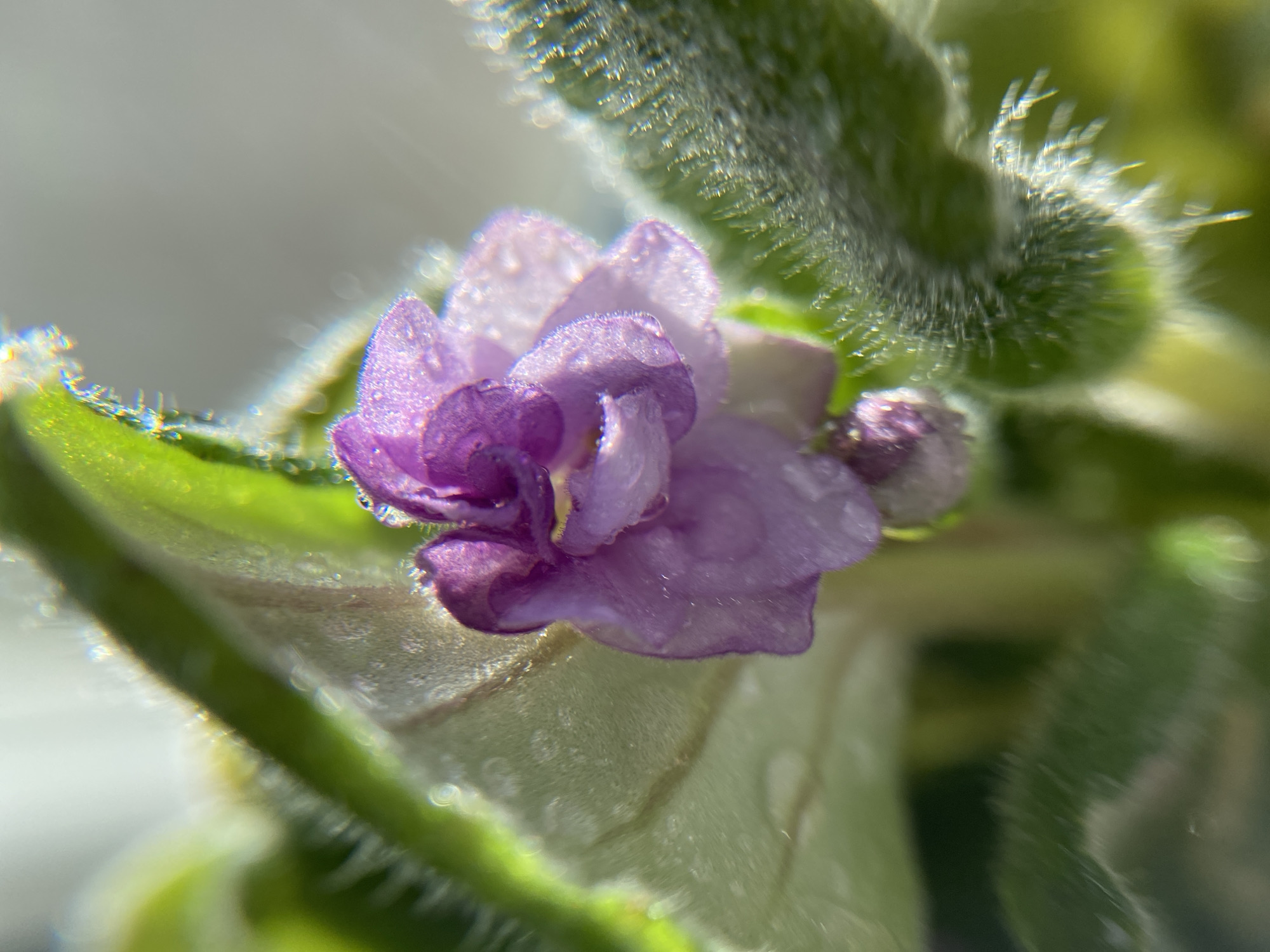 A macro photograph captures a delicate, purple African violet flower with water droplets on its petals. The flower is surrounded by fuzzy green leaves, some of which are also speckled with tiny water beads. The lighting creates a soft glow, highlighting the textures of the plant. The background is blurred, with a bright white area suggesting a light source and a soft green hue possibly indicating other foliage. The image is in focus on the flower and its immediate surroundings, with the rest of the scene falling into a bokeh effect. The location is not specified in the image data.
