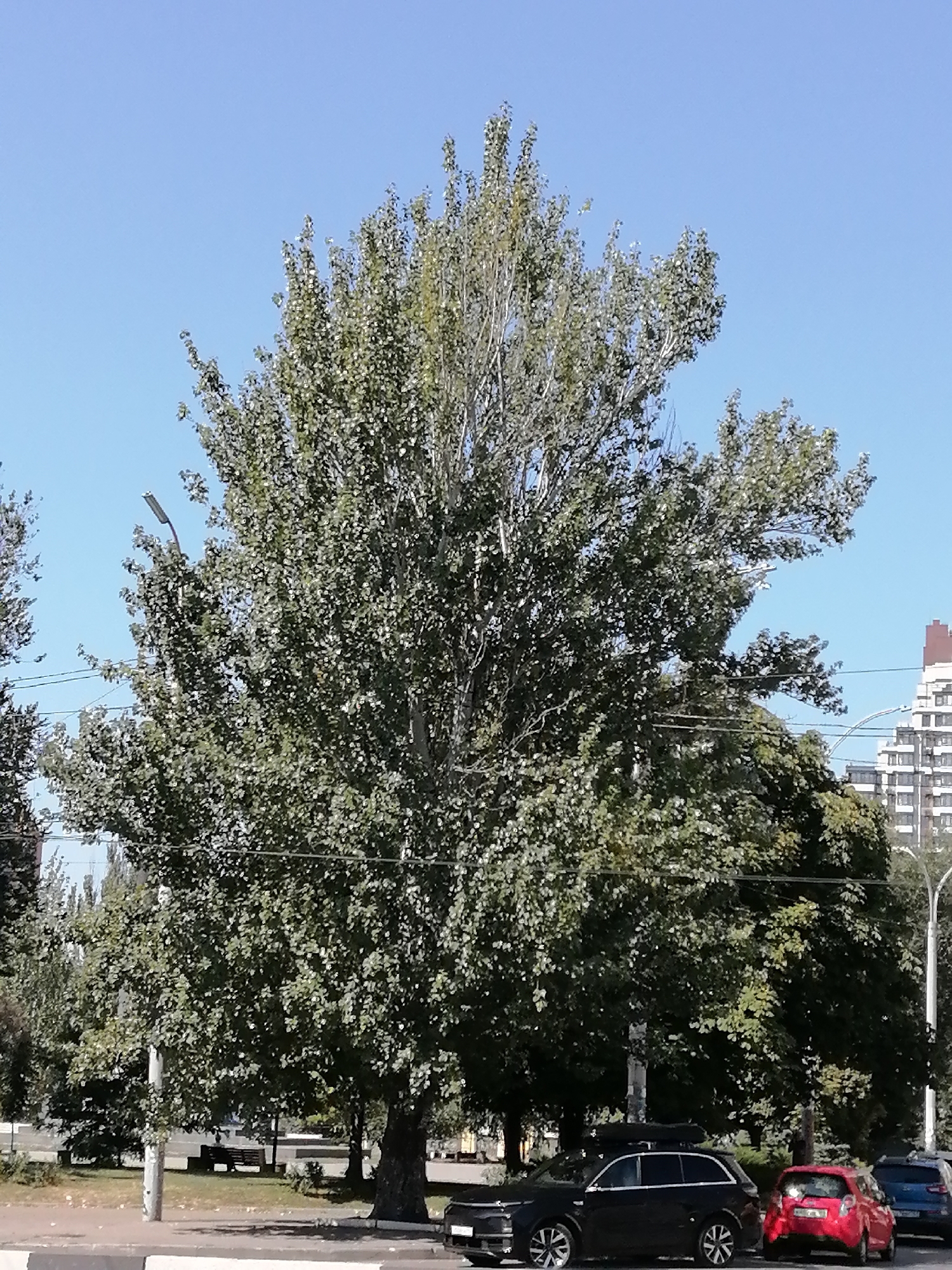 A wide-angle, medium-shot photograph captures a street scene under a clear blue sky, likely in Rostov-on-Don, Russia, given the context. The foreground is dominated by the lower branches and trunk of a large, mature tree with dense green foliage. To the left of this large tree, the top of another tree is visible. A paved sidewalk with a concrete curb runs along the bottom of the frame, with a portion of a black car parked on the right side of the road, its front bumper visible. Further to the right, a small red car is parked, followed by the rear of a blue car. In the background, behind the trees, a light-colored building with a red-topped section stands tall, suggesting an urban environment. A streetlamp is visible among the branches of the large tree on the left side of the image. Power lines crisscross the scene, adding to the urban infrastructure. The overall impression is one of a quiet day in a city park or along a tree-lined street.