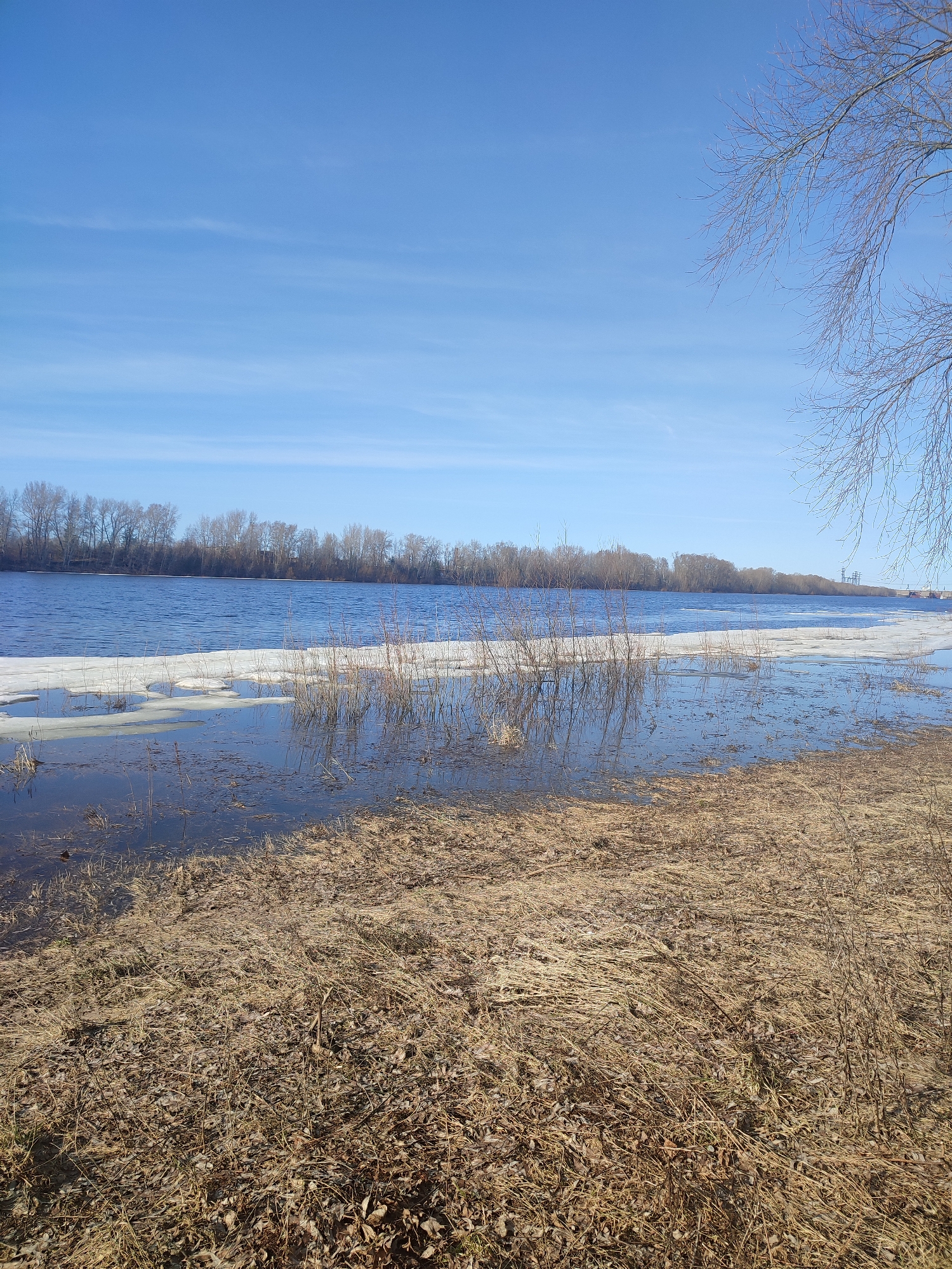 The image shows a flooded riverbank in Unknown, Unknown. The water level is high, with patches of ice and flooded vegetation visible near the shore. The foreground is covered in brown, dormant grasses and fallen leaves. In the background, a line of bare trees marks the far side of the river. The sky is blue with some light clouds. A bare tree branch is visible in the upper right corner.