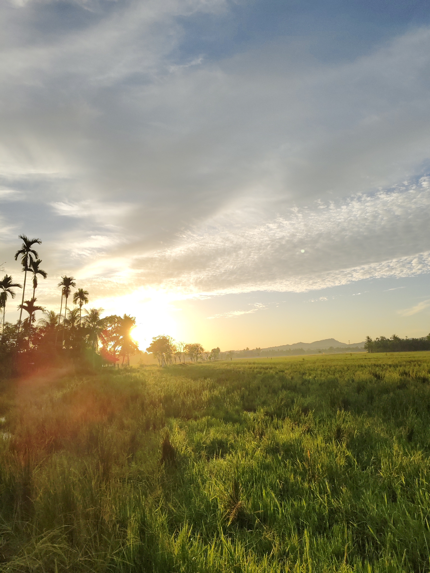 The image depicts a rural landscape at sunrise in Meunasahalue, Indonesia. In the foreground, a field of green grass and vegetation stretches towards the middle ground, illuminated by the rising sun. A cluster of palm trees is positioned on the left side of the frame, silhouetted against the bright sunlight. The sun itself is a radiant focal point, partially obscured by trees, casting a warm glow across the scene. In the background, a range of hills is visible, partly veiled in a light mist or haze. The sky is filled with a mix of white and gray clouds, with patches of blue visible through the cloud cover.