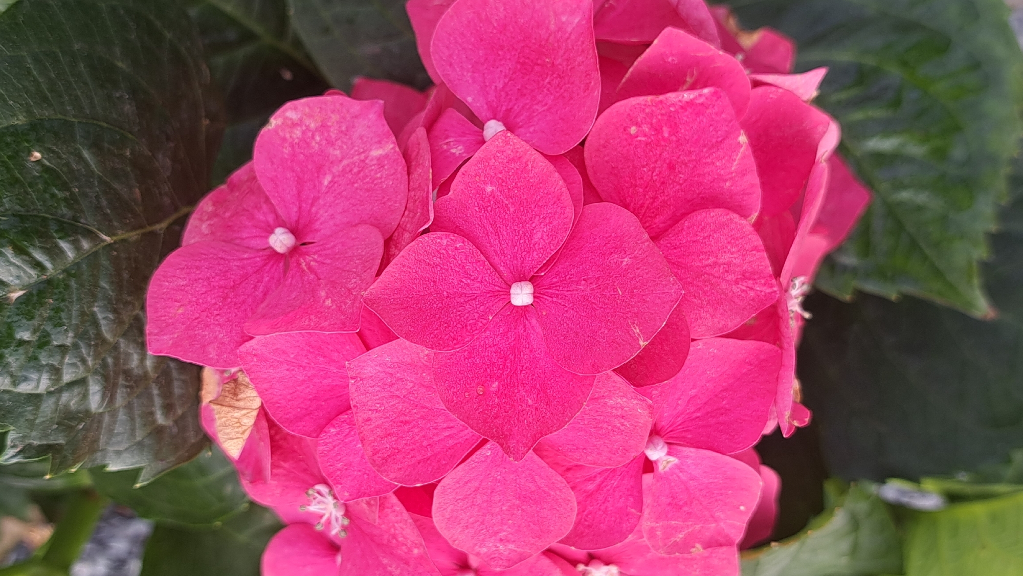 The image shows a close-up view of a vibrant pink hydrangea flower head surrounded by green leaves. The flower is composed of numerous small, four-petaled florets arranged densely together. Each floret has a small, white central structure. The leaves are large and have prominent veins. The location is not discernible from the image.