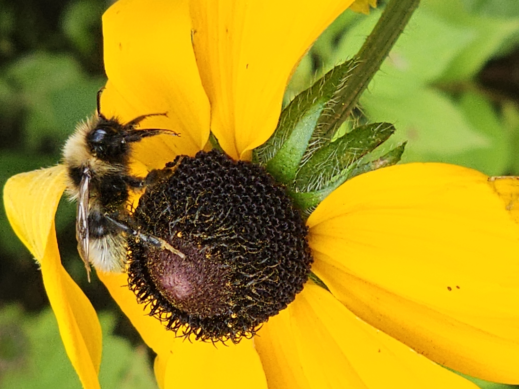 A bee, identified as likely a bumblebee due to its fuzzy appearance, is perched on a bright yellow flower. The bee is positioned in the center of the image, facing to the right, with its body partially obscured by the flower's dark, textured center, which is covered in pollen. The bee's legs are visible, gripping the flower. The flower's yellow petals are prominent, with some showing slight browning at the edges. The background is softly blurred green, suggesting foliage. The image is a close-up, macro shot, focusing on the interaction between the insect and the plant. There is no information to suggest this image was taken in Khimki, Russia.